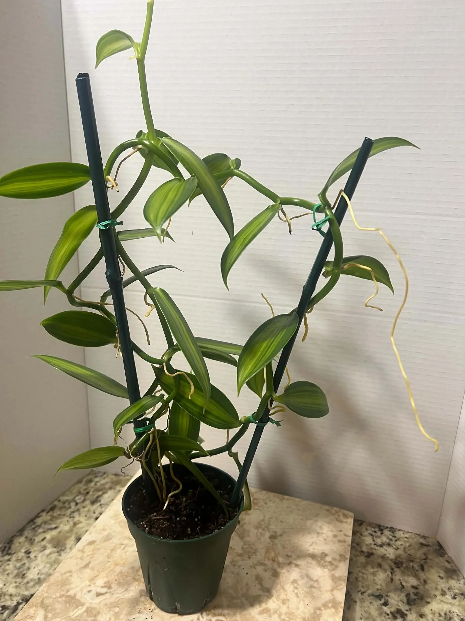 Vanilla orchid