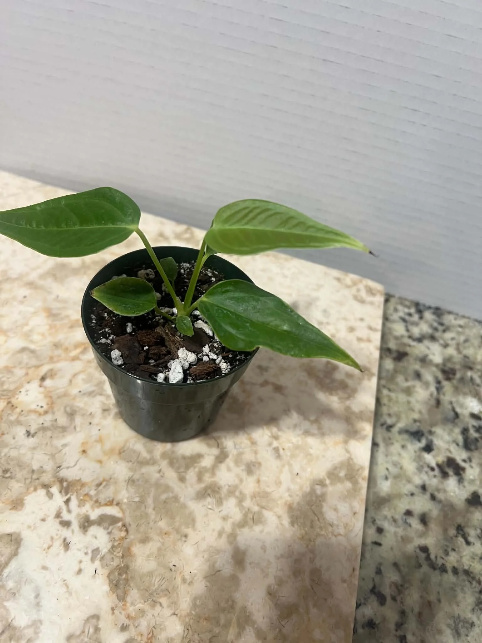 Anthurium veitchii / king anthurium