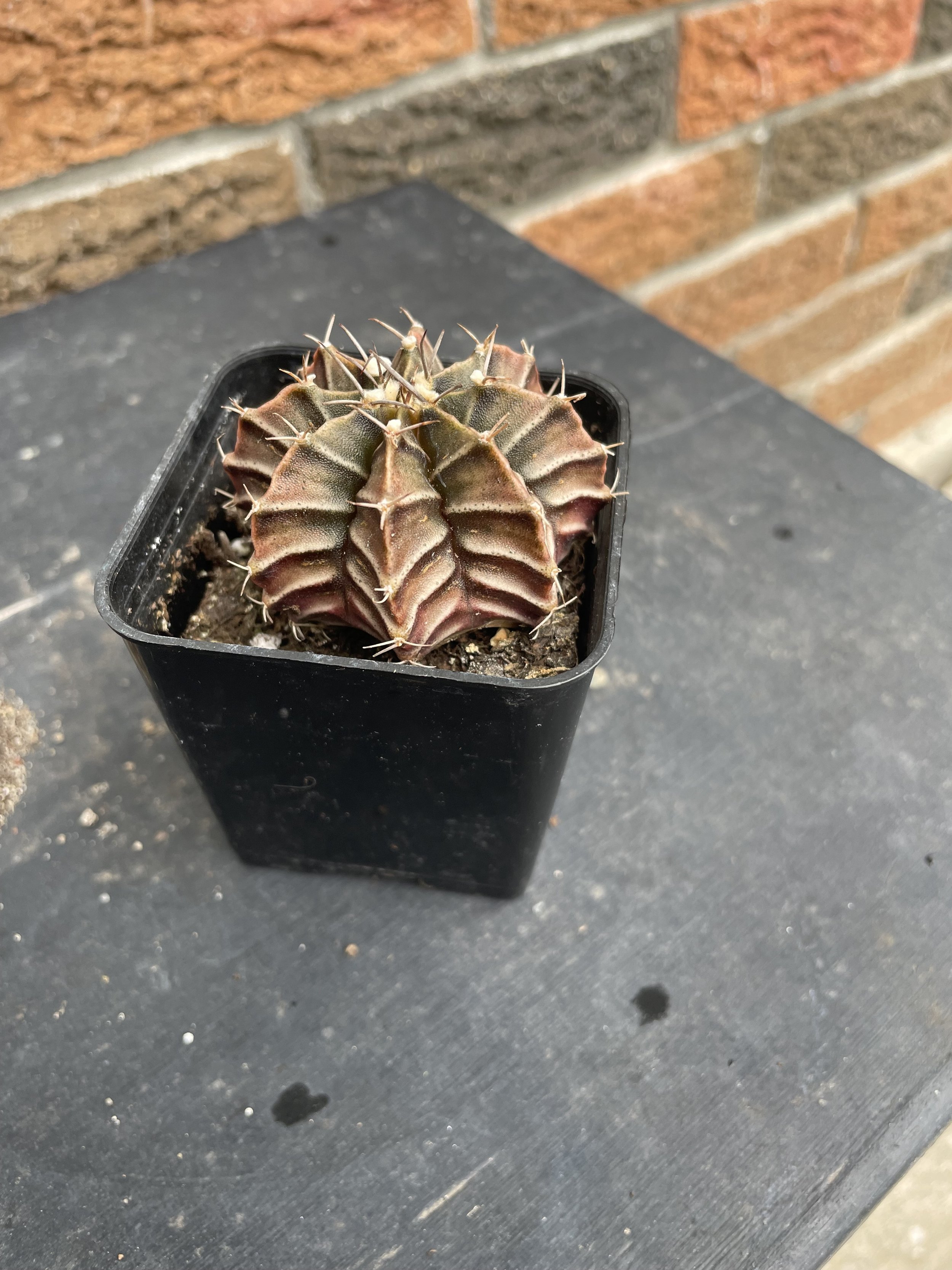 Gymnocalycium