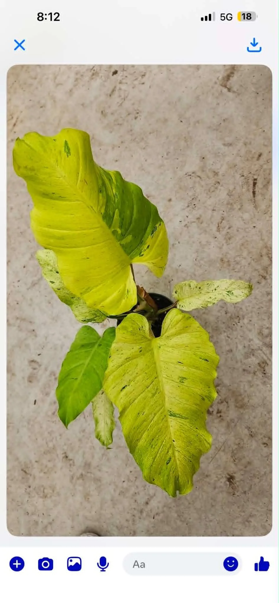 Philodendron snowdrift