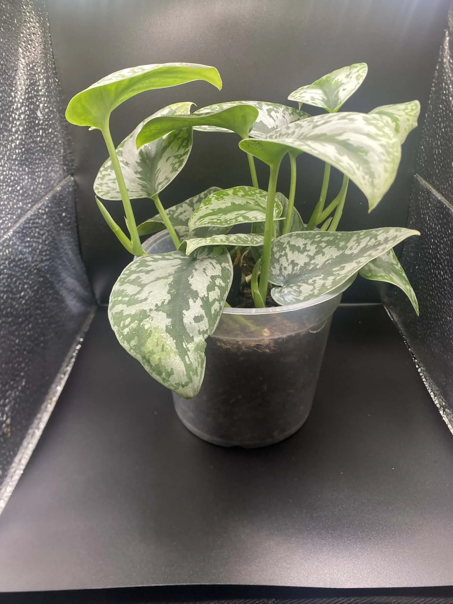 Scindapsus Pictus Exotica