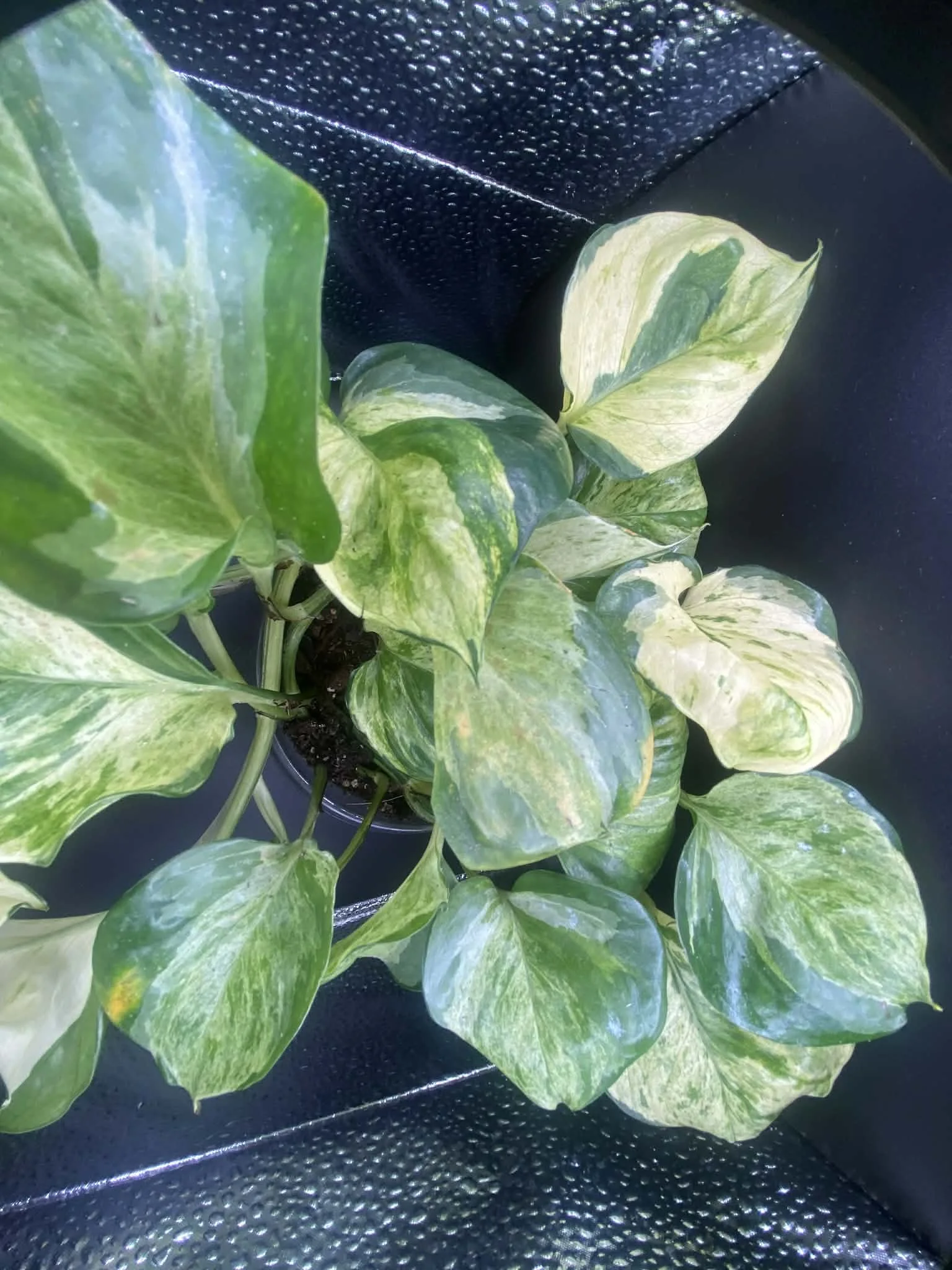 Epipremnum Manjula