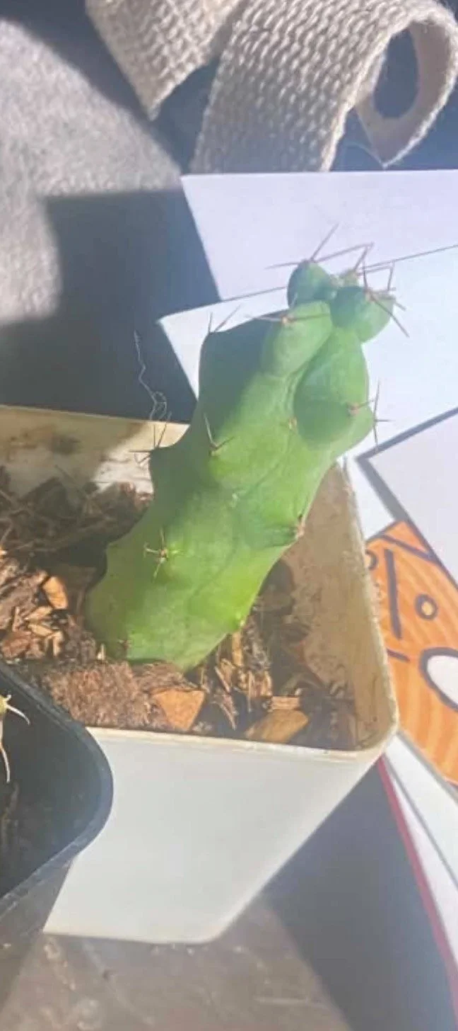Boobie Cactus