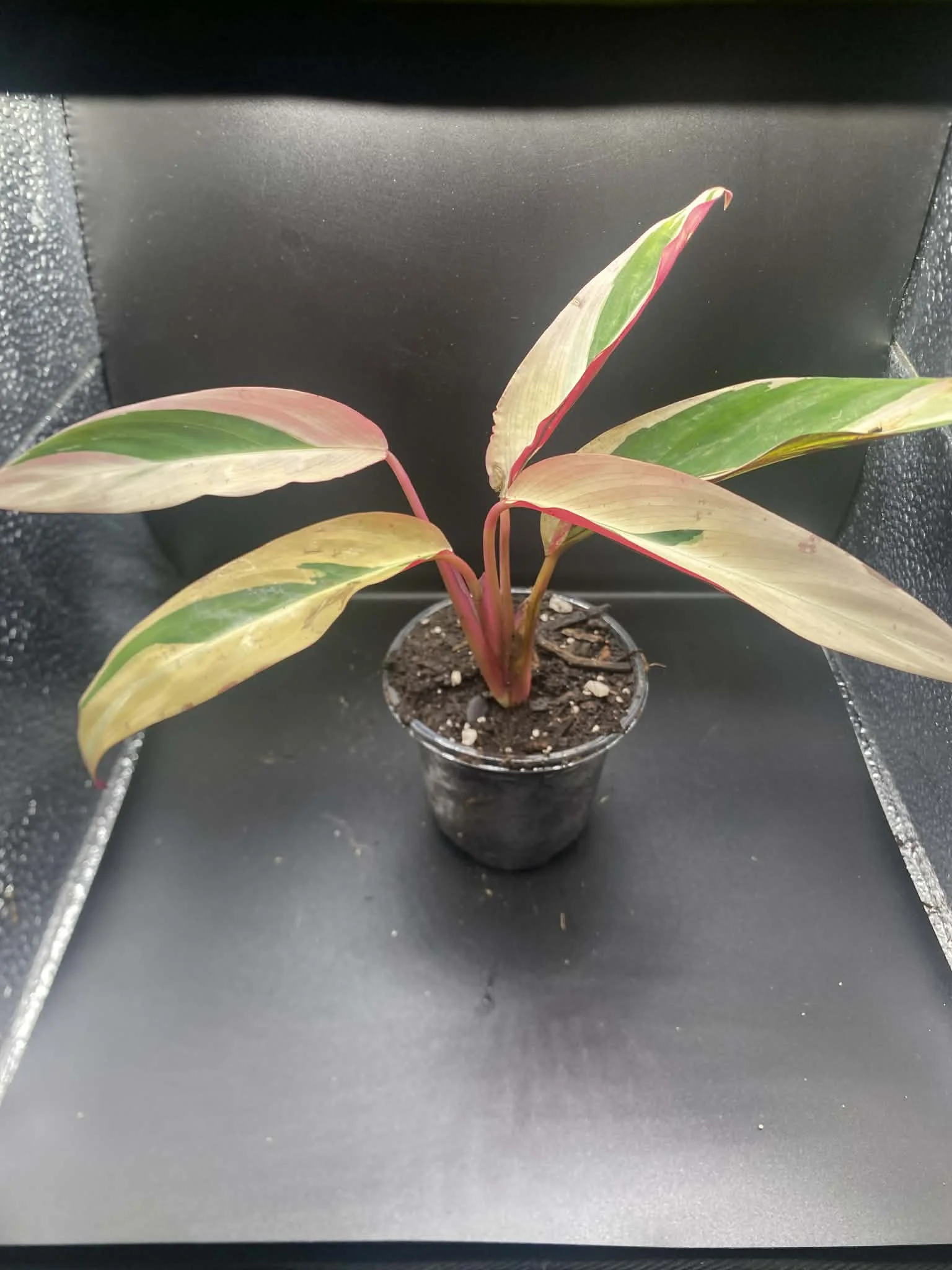 Calathea Triostar
