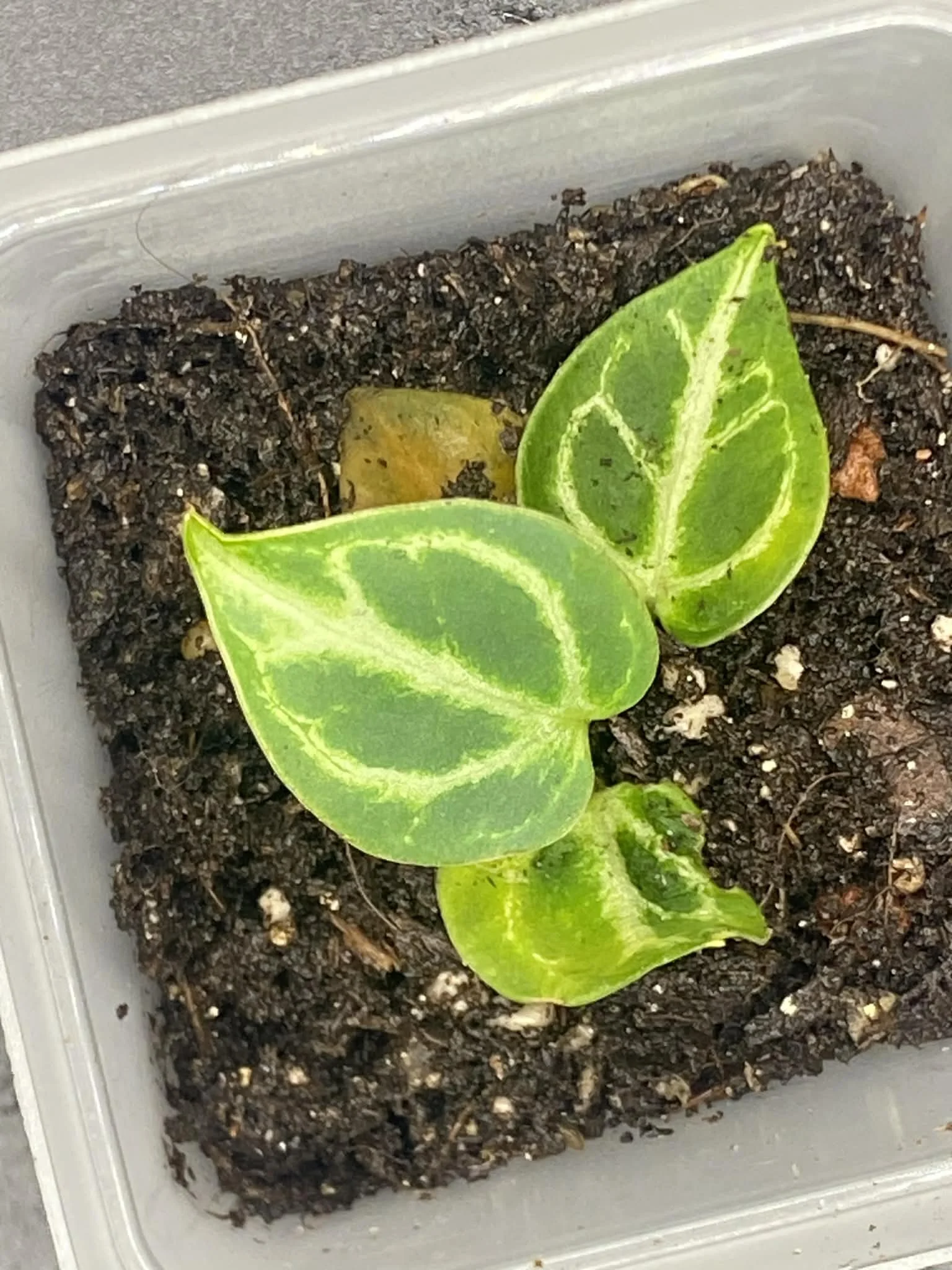 Anthurium Dorayaki