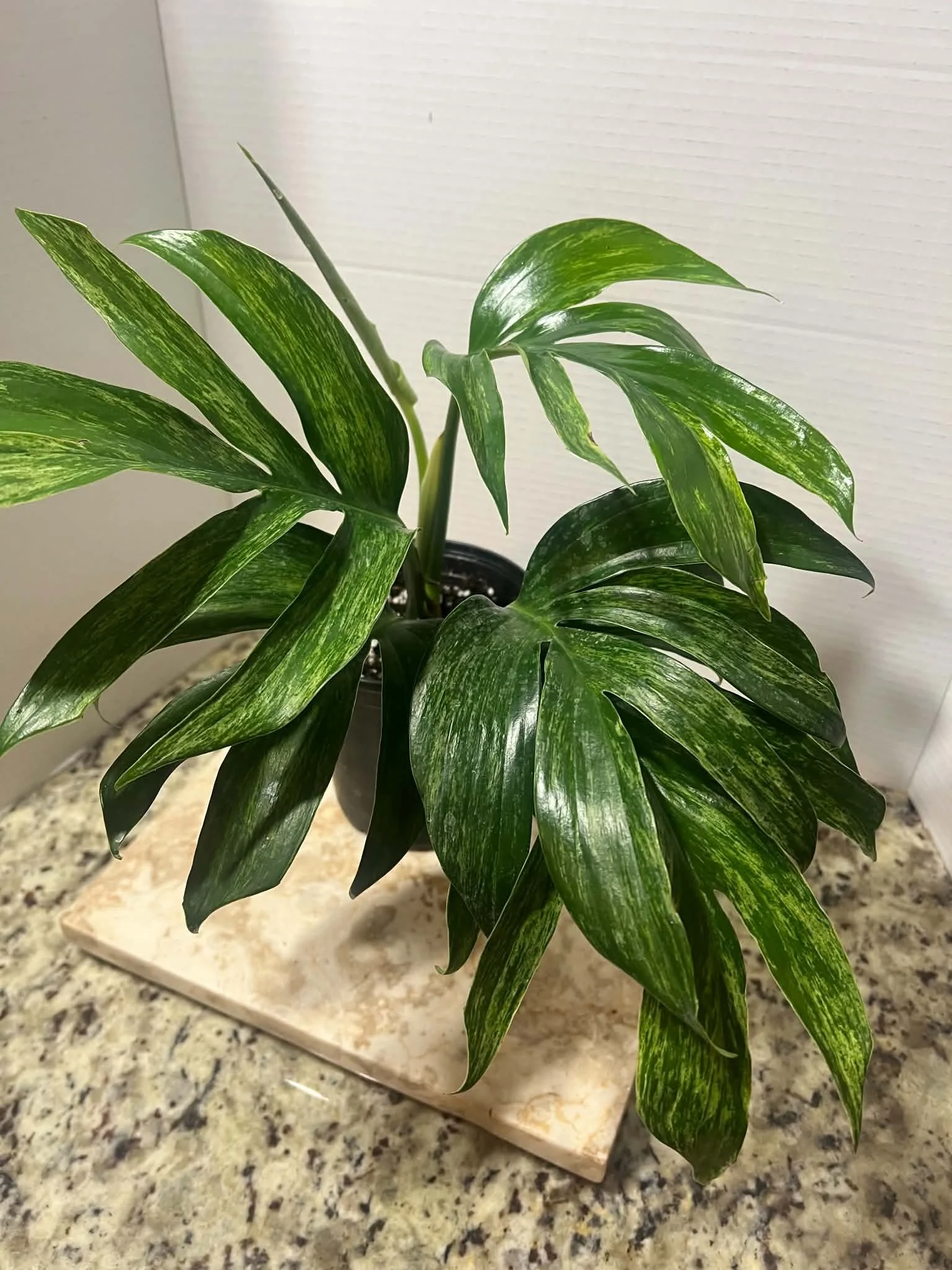 Rhaphidophora decursiva variegated