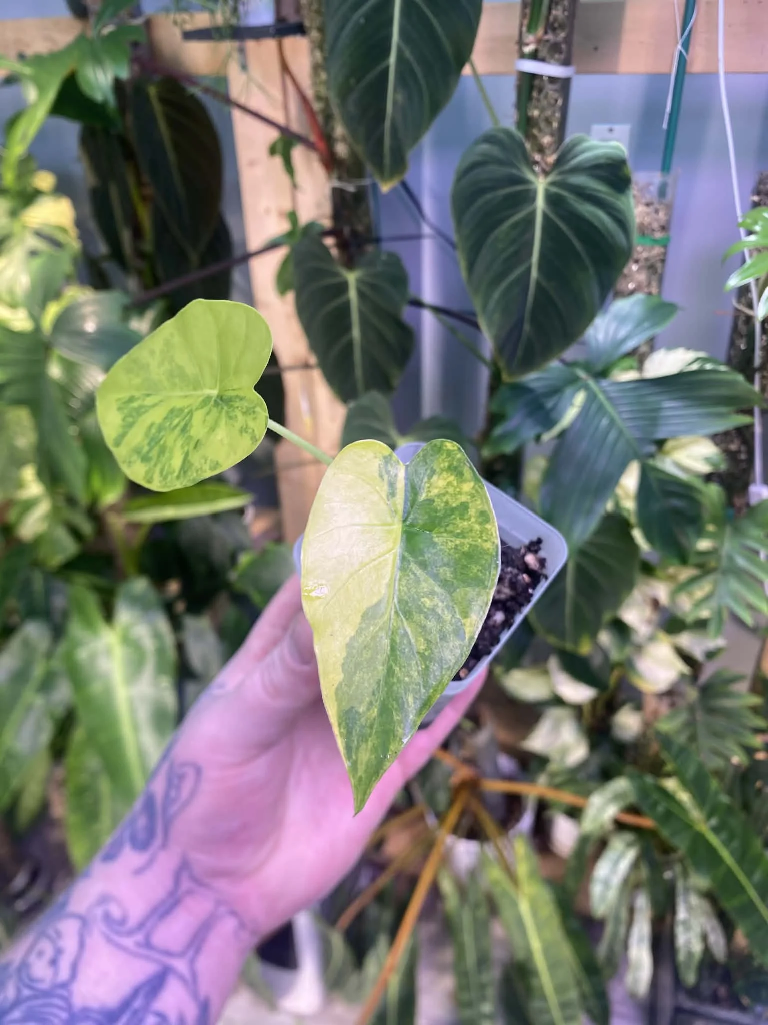 Alocasia Macrorrhiza Veriegated