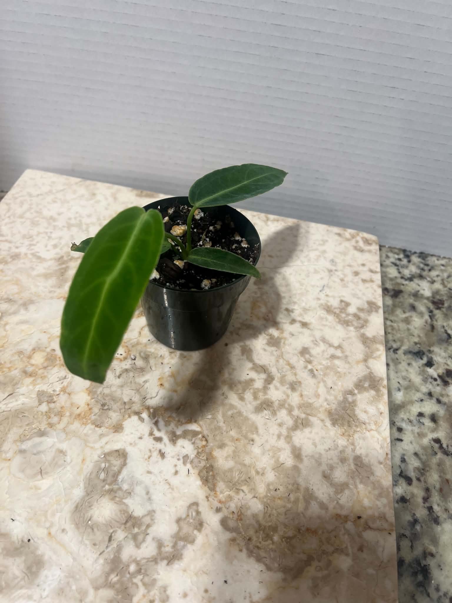 Anthurium warocqueanum / queen anthurium
