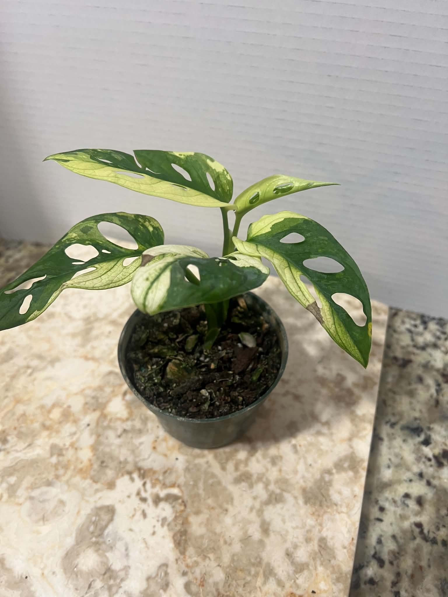 Monstera adansonii variegated