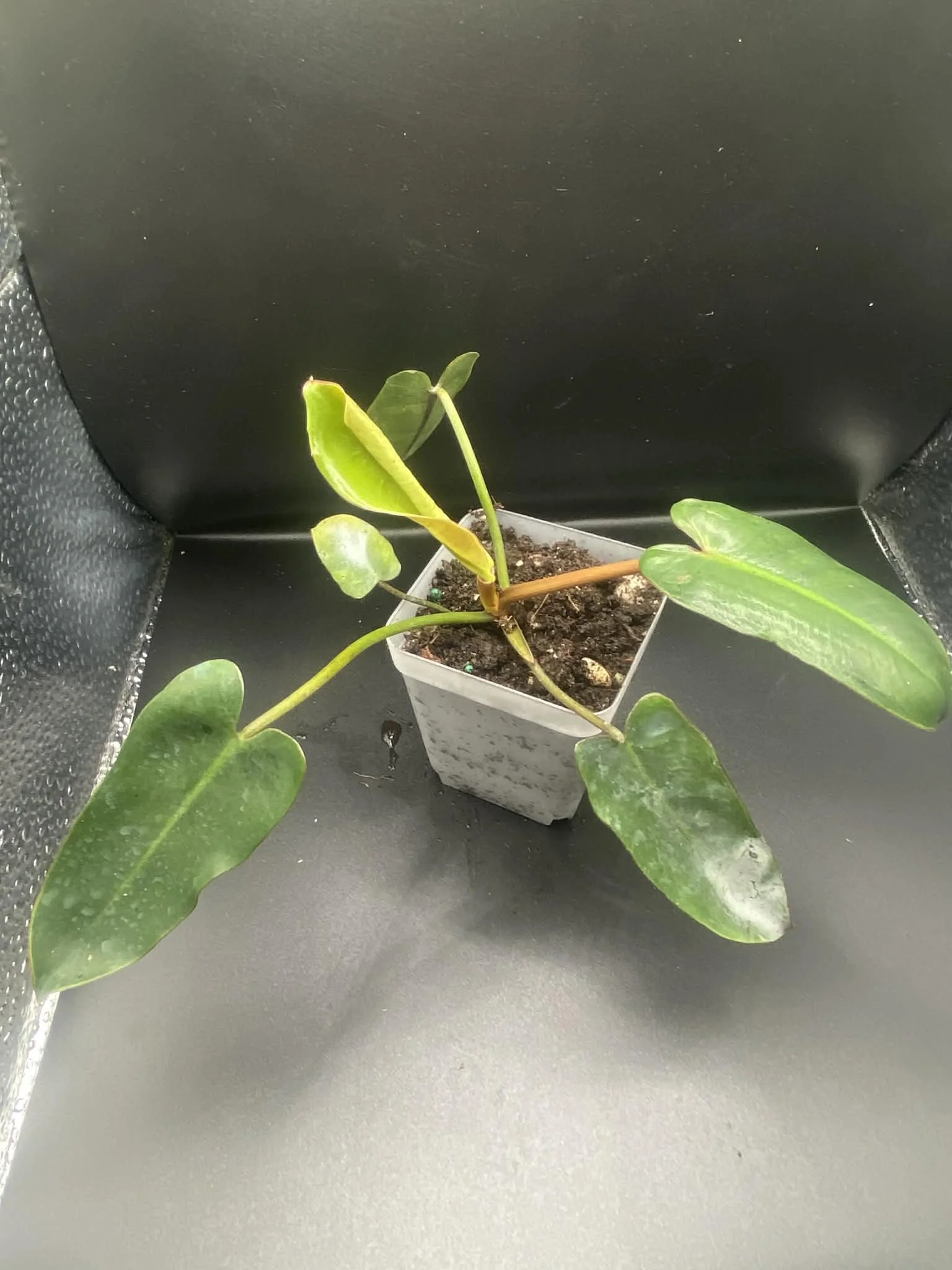Philodendron Billietiae Black