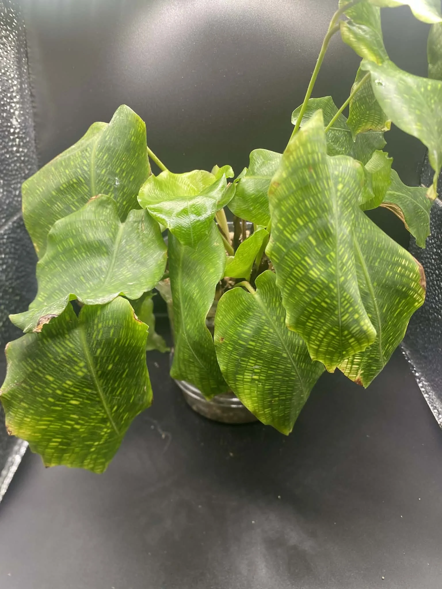 Calathea Network