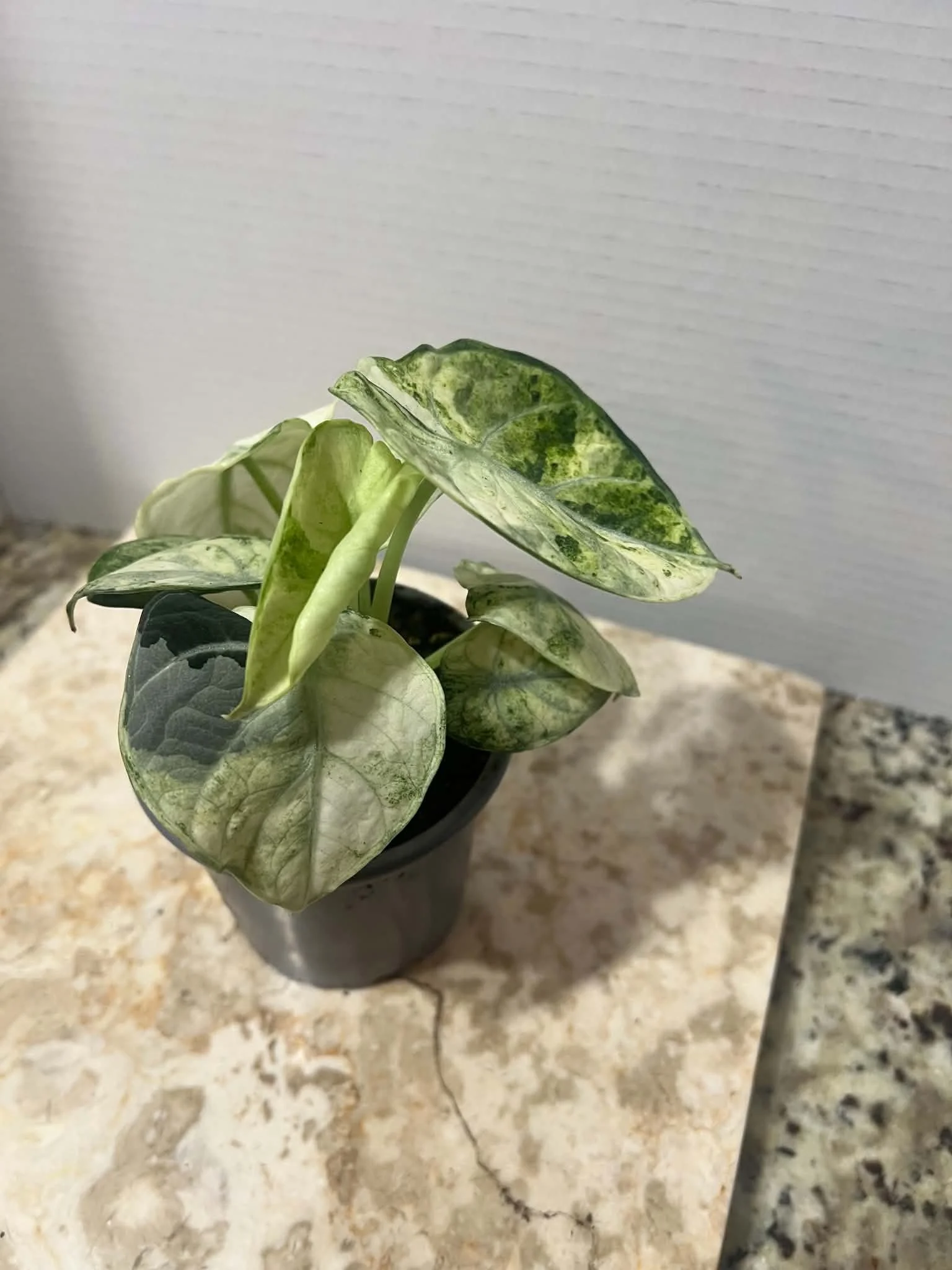 Alocasia ninja tricolour
