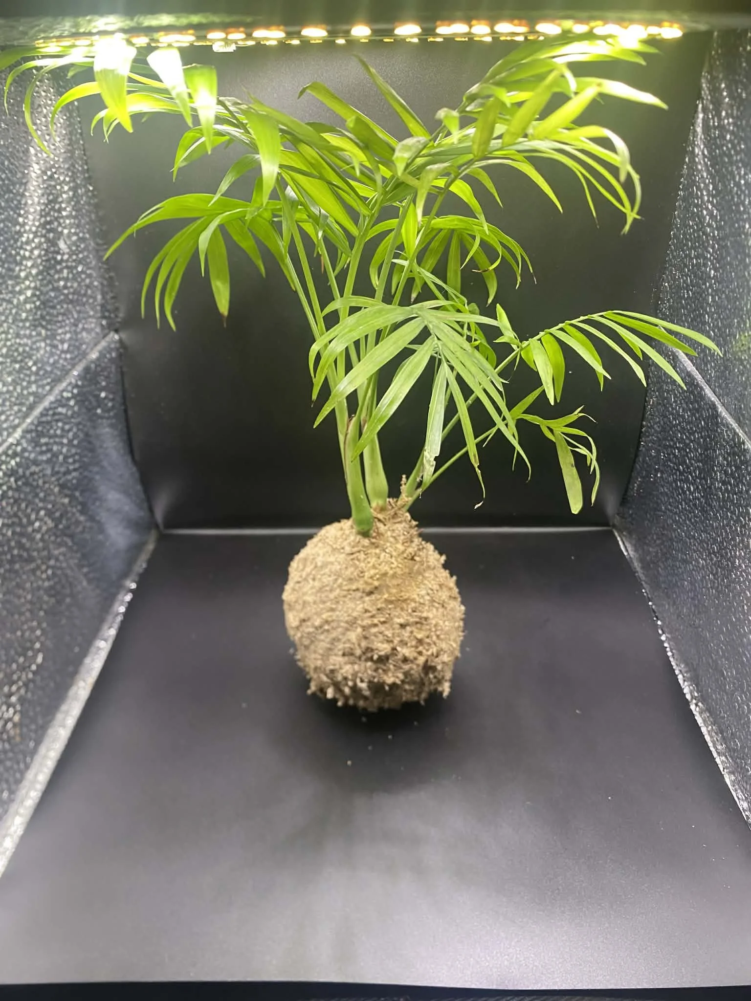 Parlor Palm Kokedama