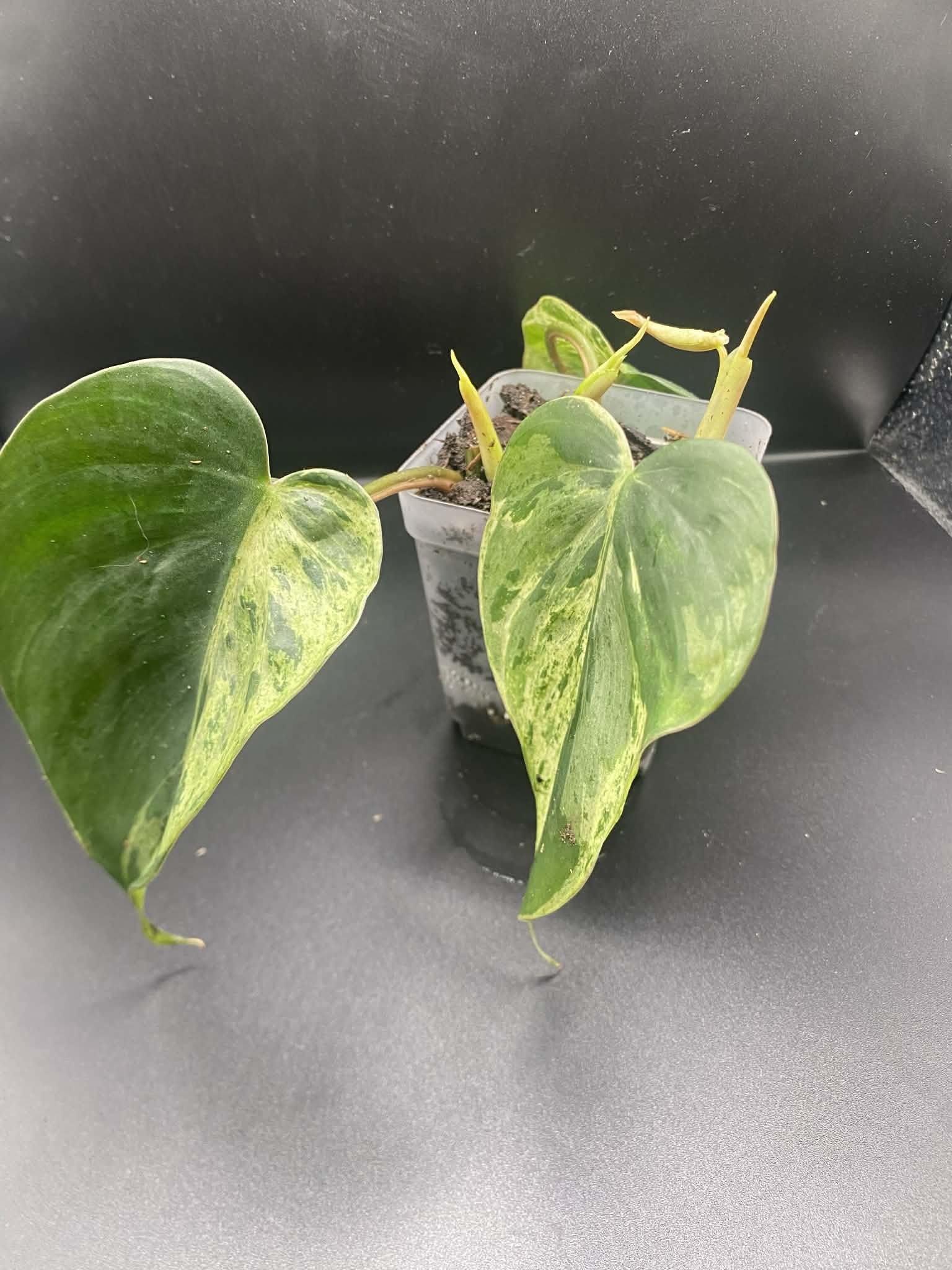 Philodendron Hederaceum Veriegated