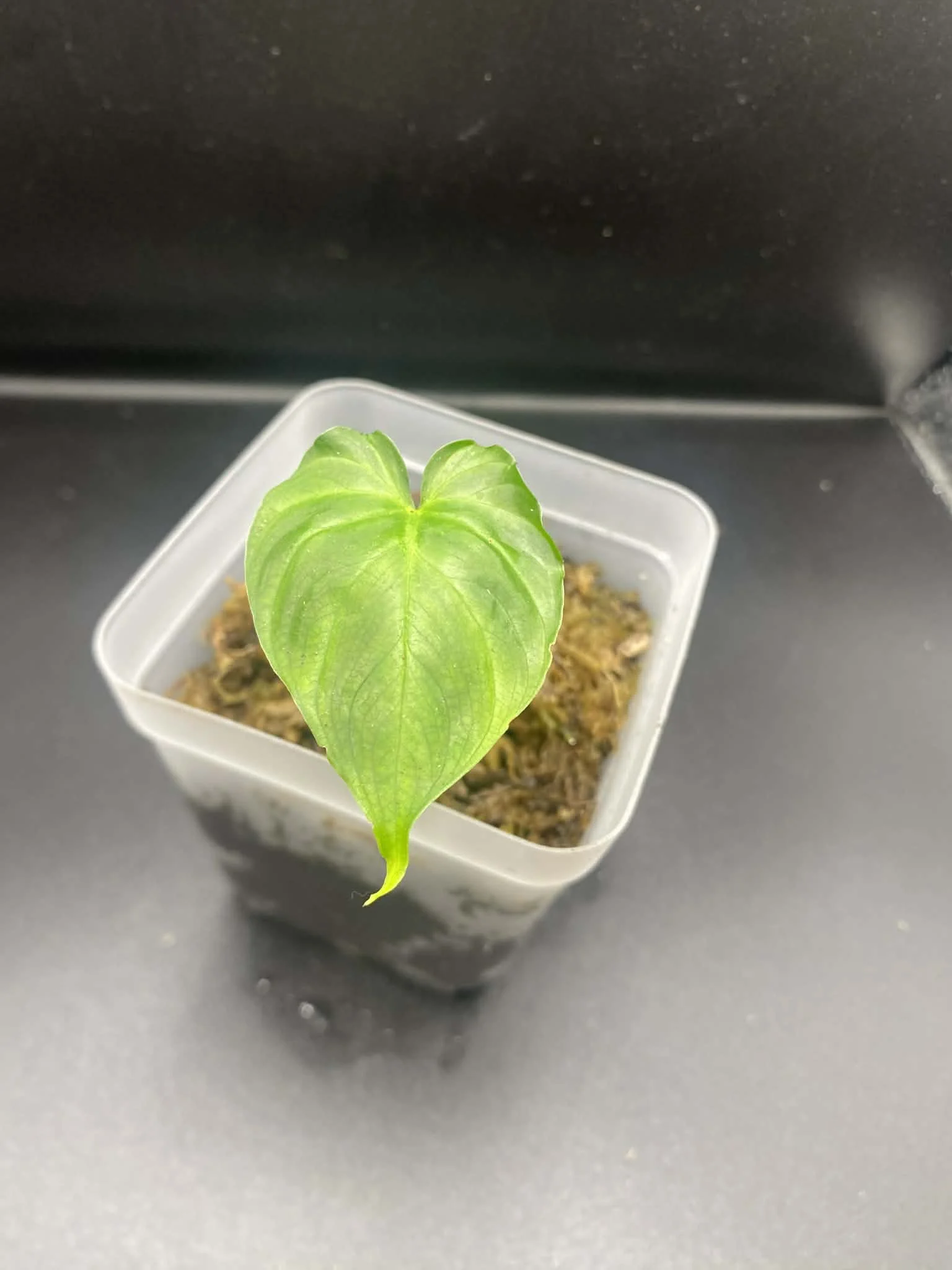Philodendron Verrucosum