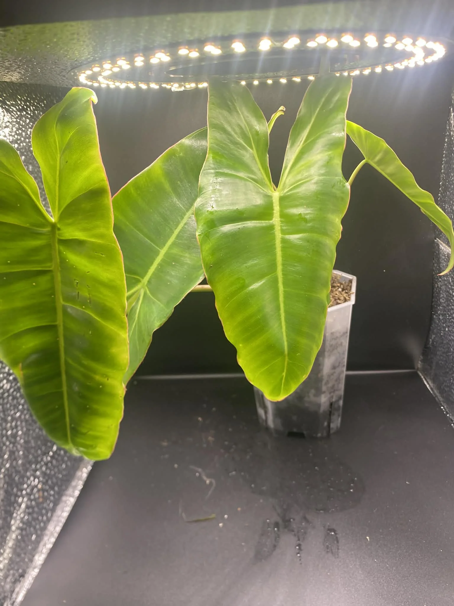 Philodendron Paraiso Verde