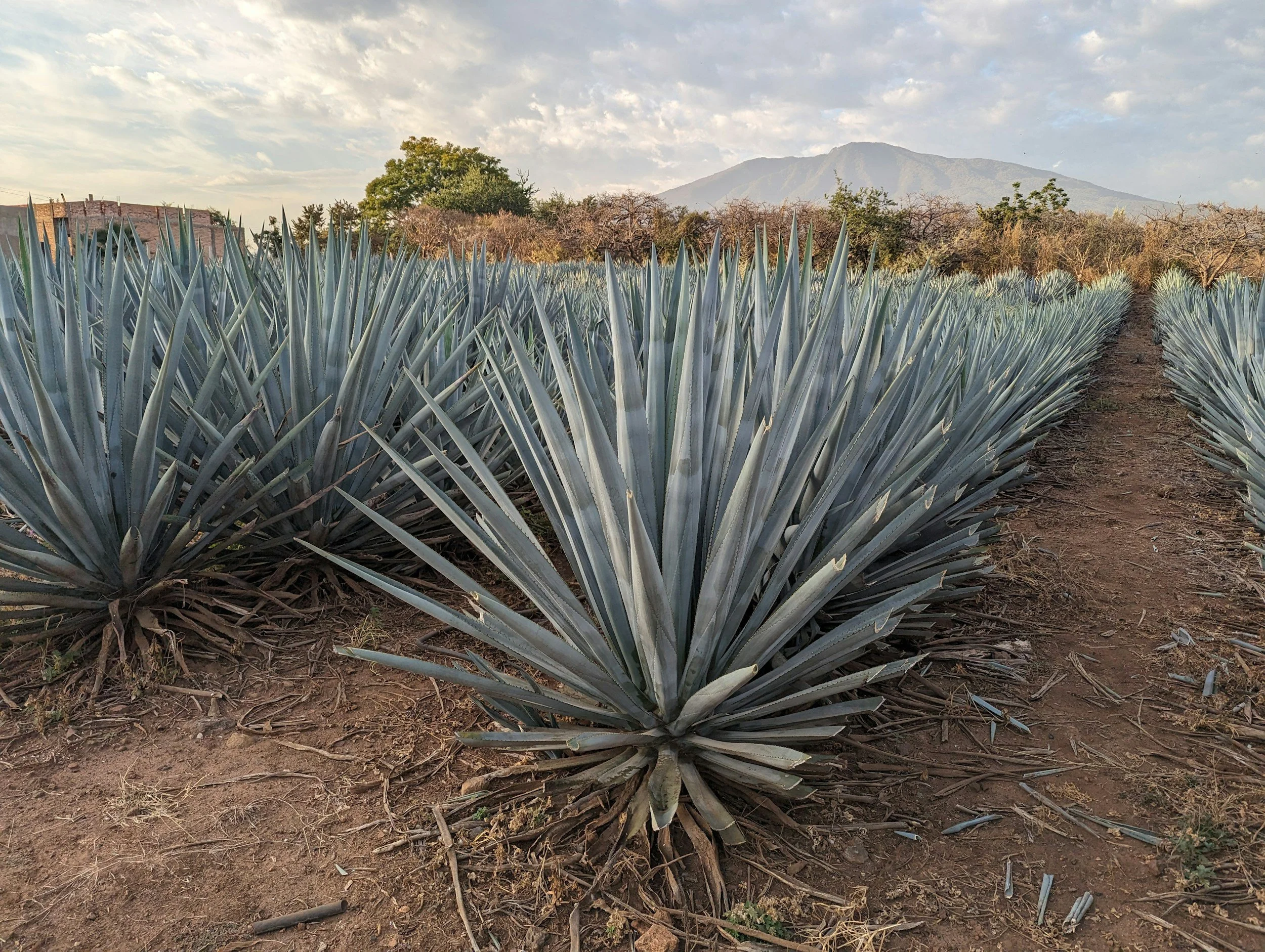 An agave plant with pointed silver-blue leaves, and a mountain in the background under a partly cloudy sky.