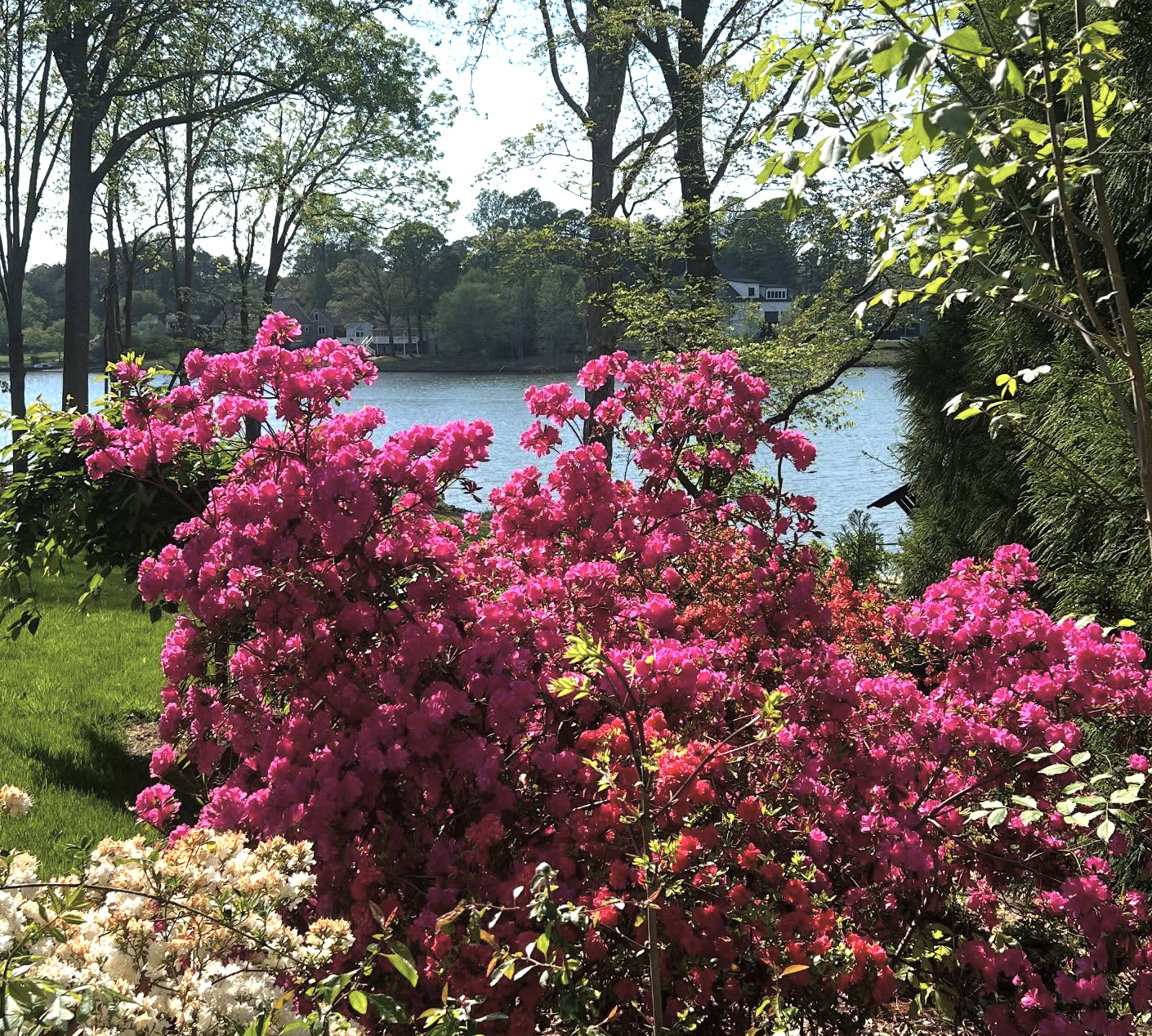 Bright pink azalea bushes with a lake and houses in the background, surrounded by trees and green foliage.
