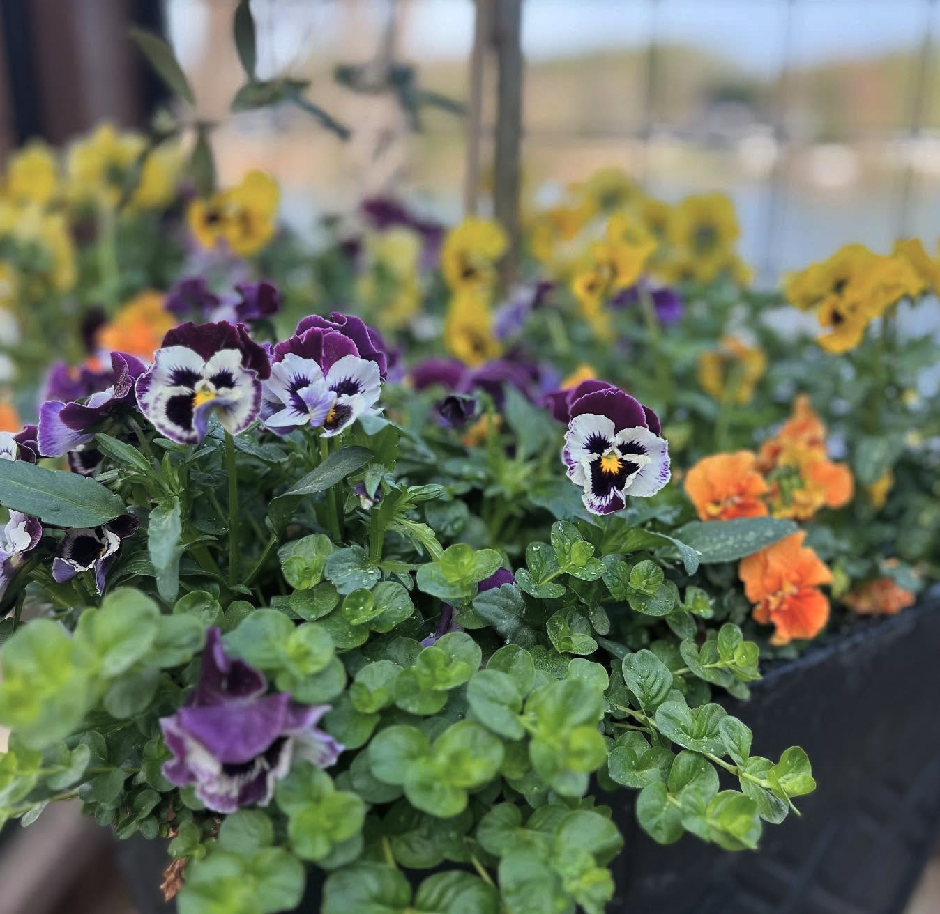 Colorful pansy flowers in purple, yellow, and orange in a black planter, with a blurred background of a greenhouse or garden.