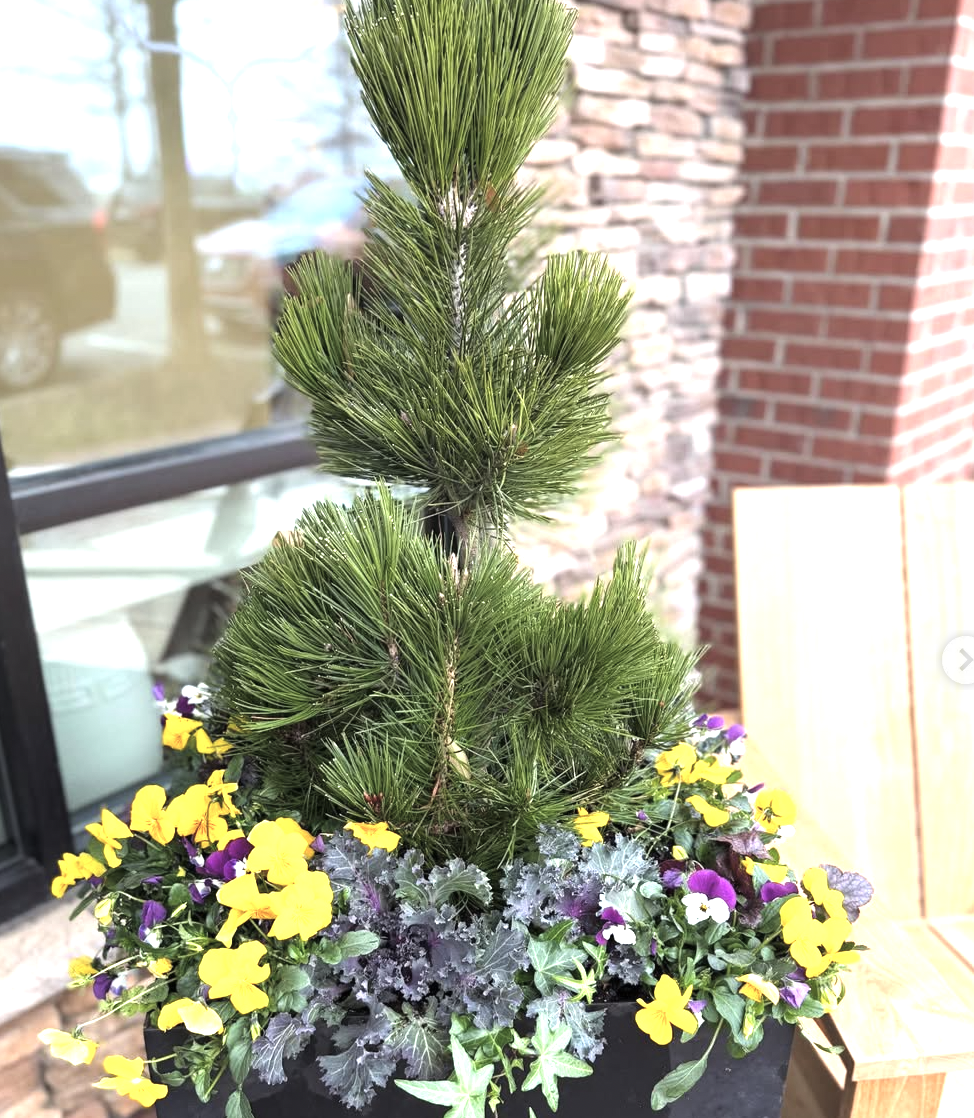A potted plant with a small pine tree surrounded by yellow, purple, and white flowers on a wooden outdoor surface, with a brick wall and glass window in the background.