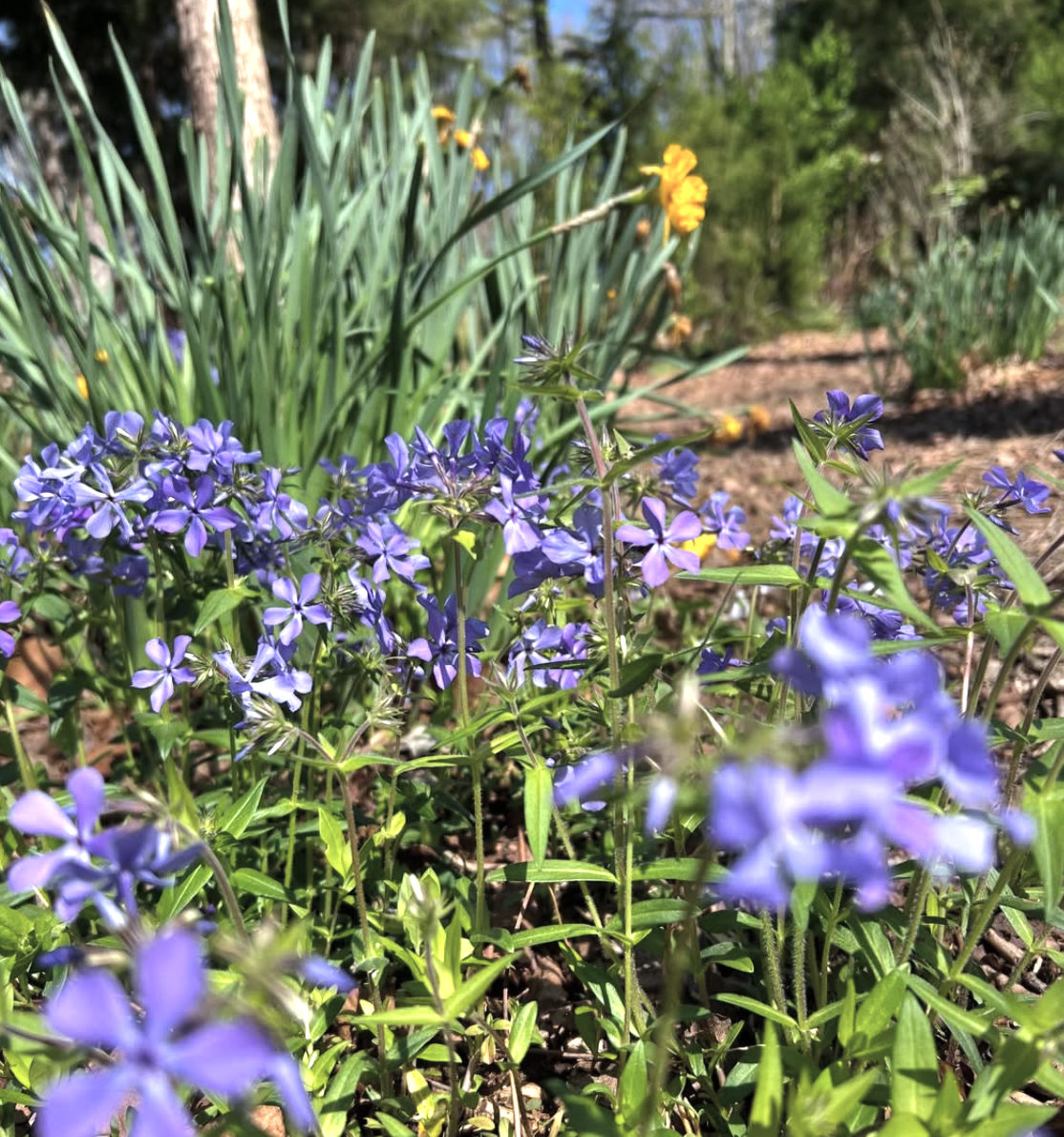 Close-up of purple flowers blooming in a garden, with yellow and orange flowers in the background and a sunny sky.