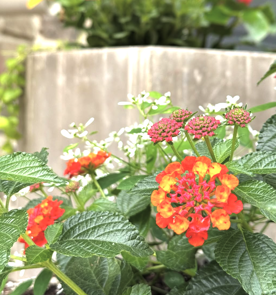Colorful lantana flowers in orange, red, and pink with green leaves in the garden.