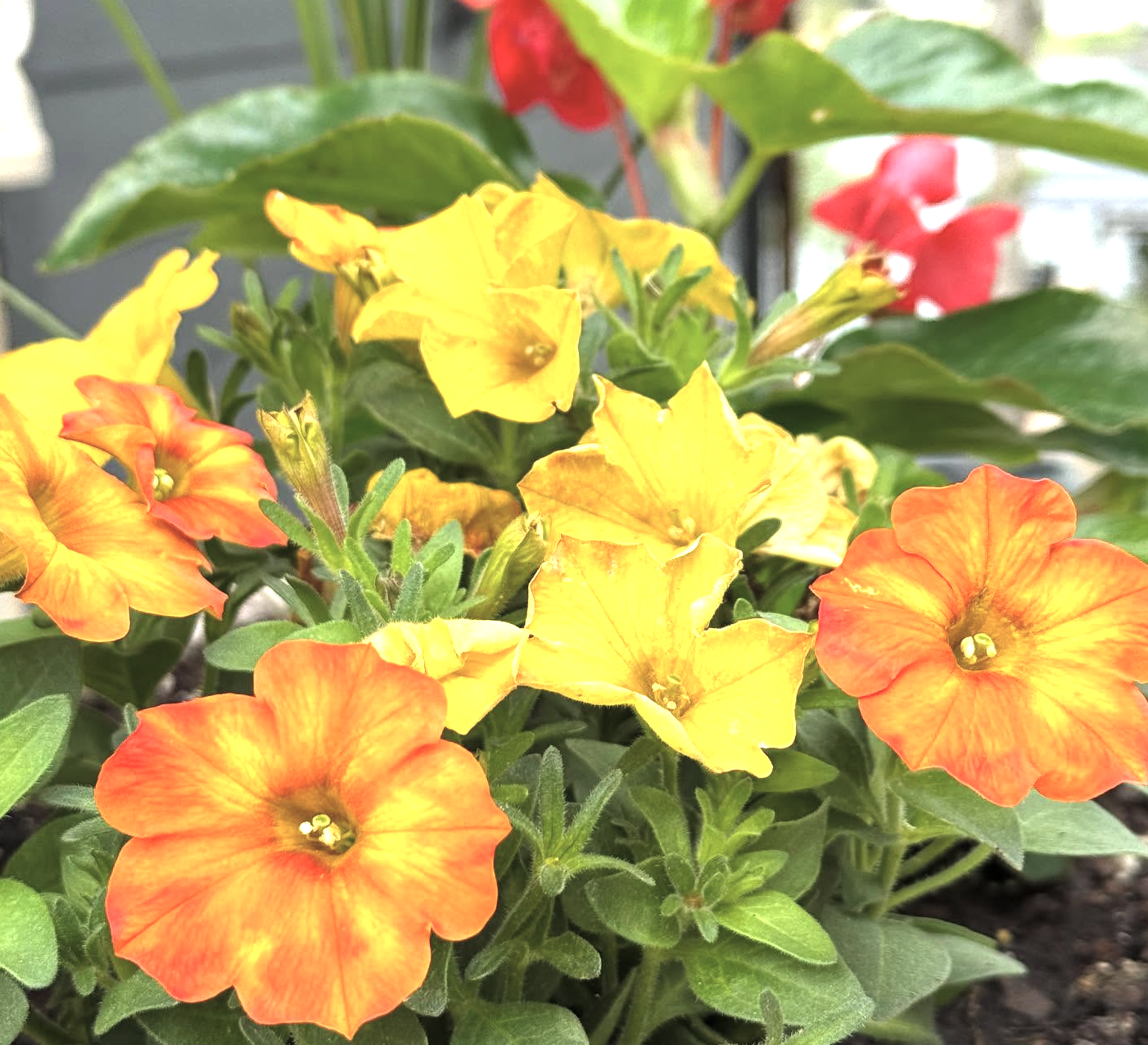Close-up of bright orange and yellow flowers with green leaves in a garden.