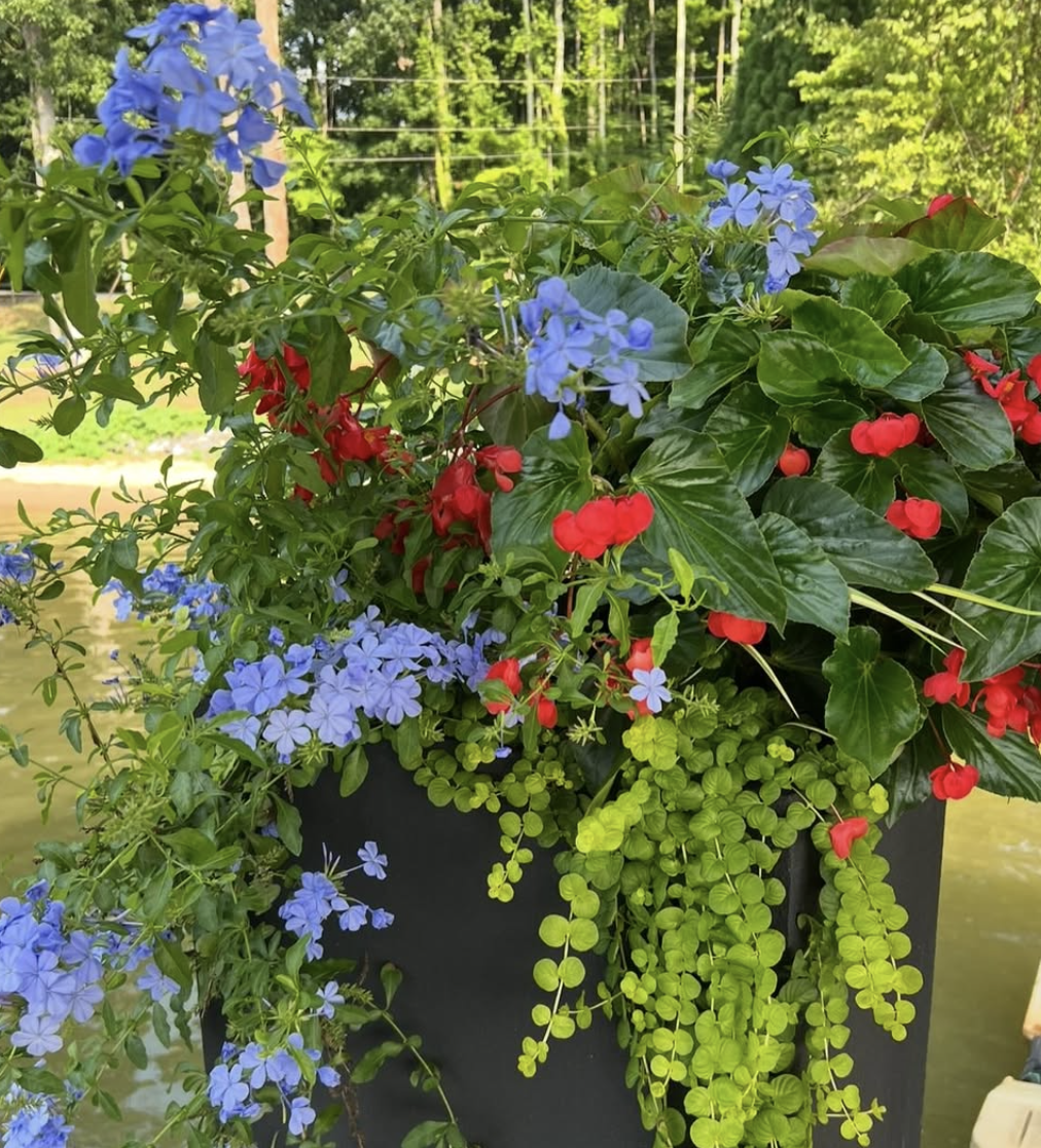 Vase filled with blue, red, and green trailing flowers and greenery, set outdoors with trees and water in the background.