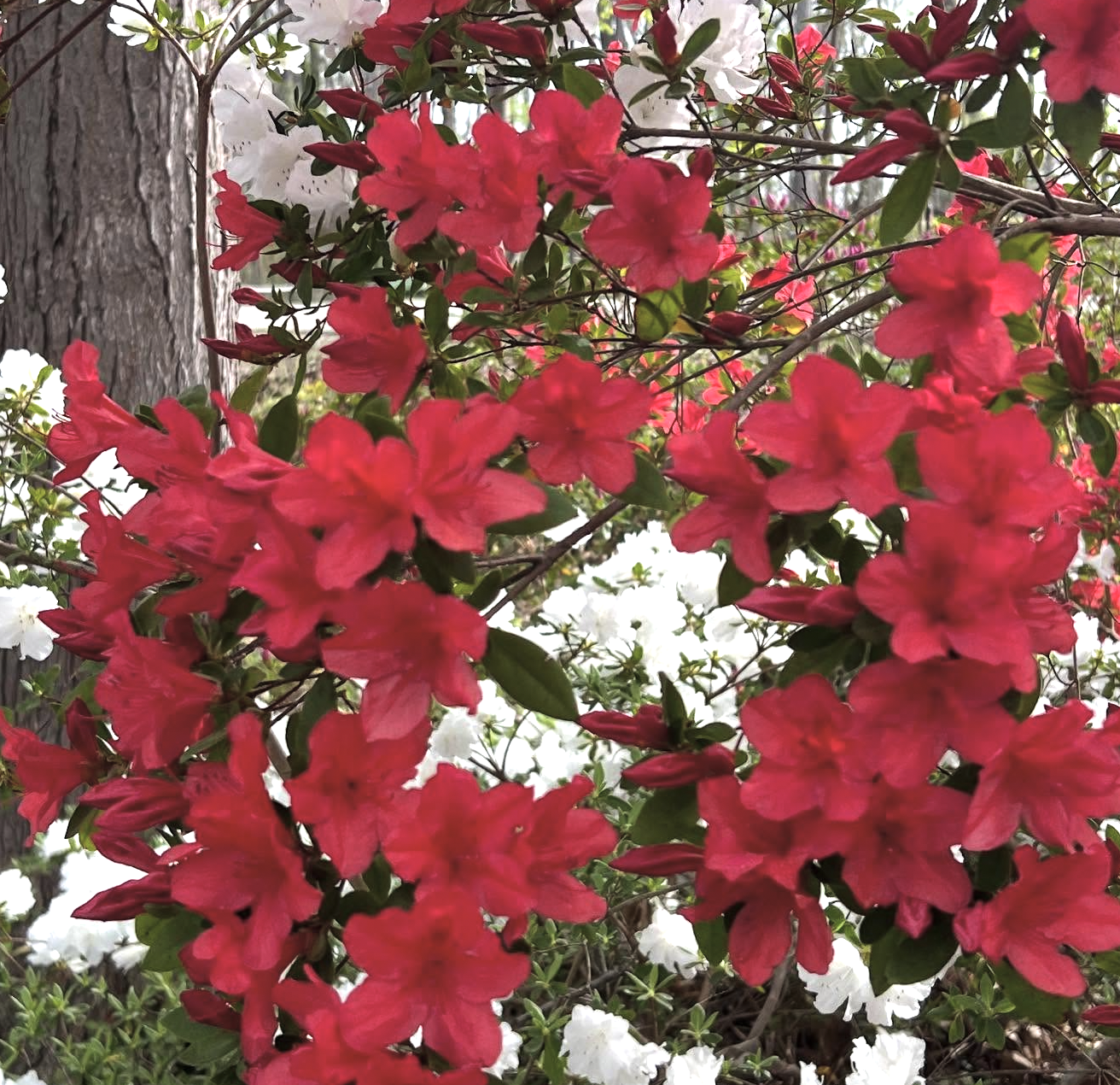 Close-up of pink azalea flowers with green leaves, with white azalea flowers in the background and a tree trunk partially visible on the left.