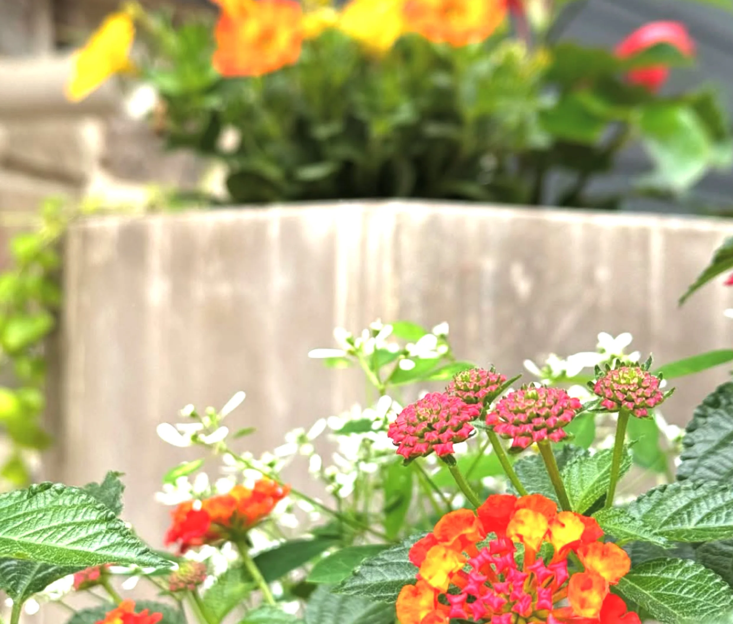 Close-up of colorful lantana flowers in orange, pink, and yellow, with green leaves, in front of a blurred beige planter and background of more flowers.