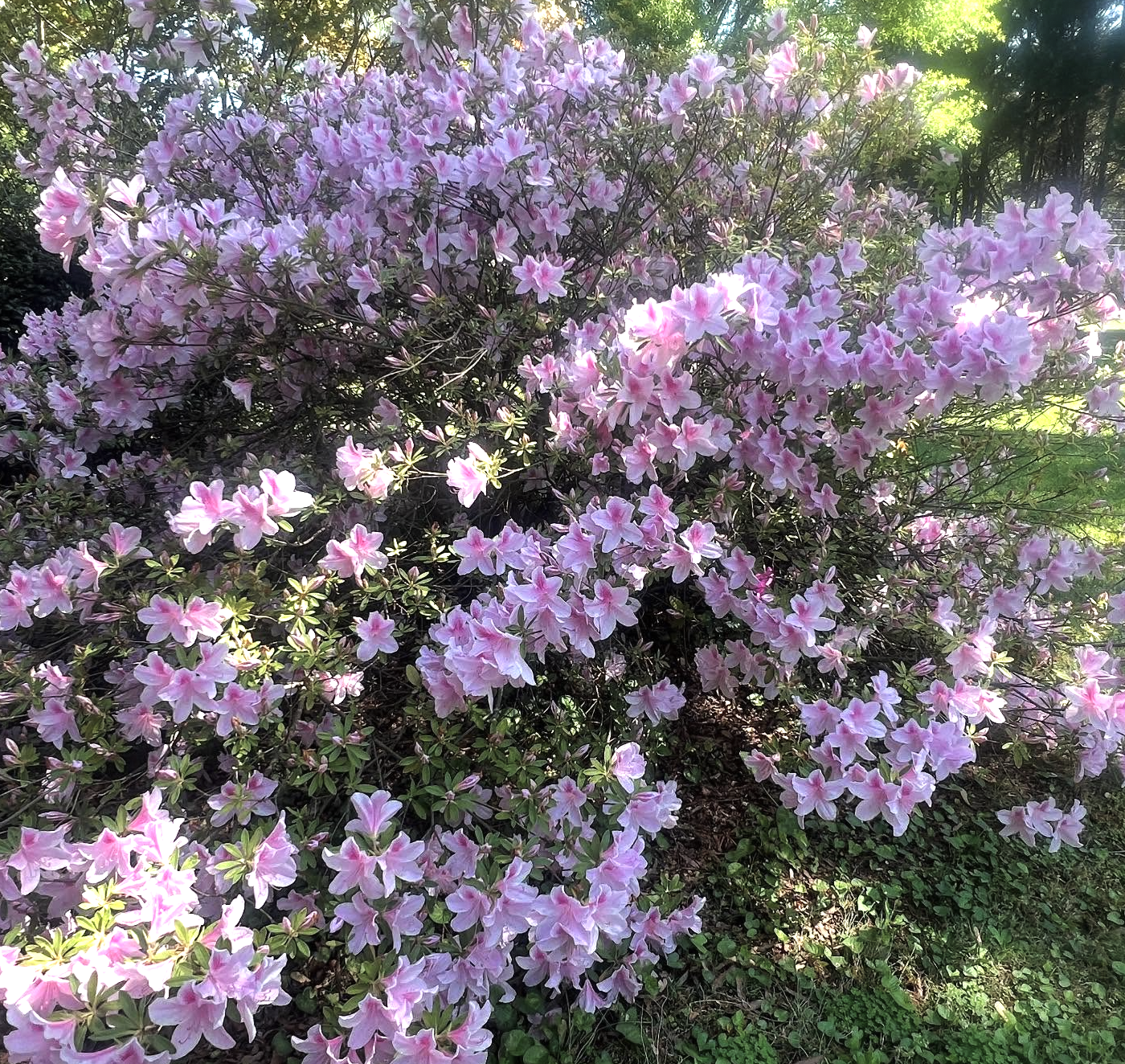 A bush covered in pink and white azalea flowers with green leaves and foliage in the background.