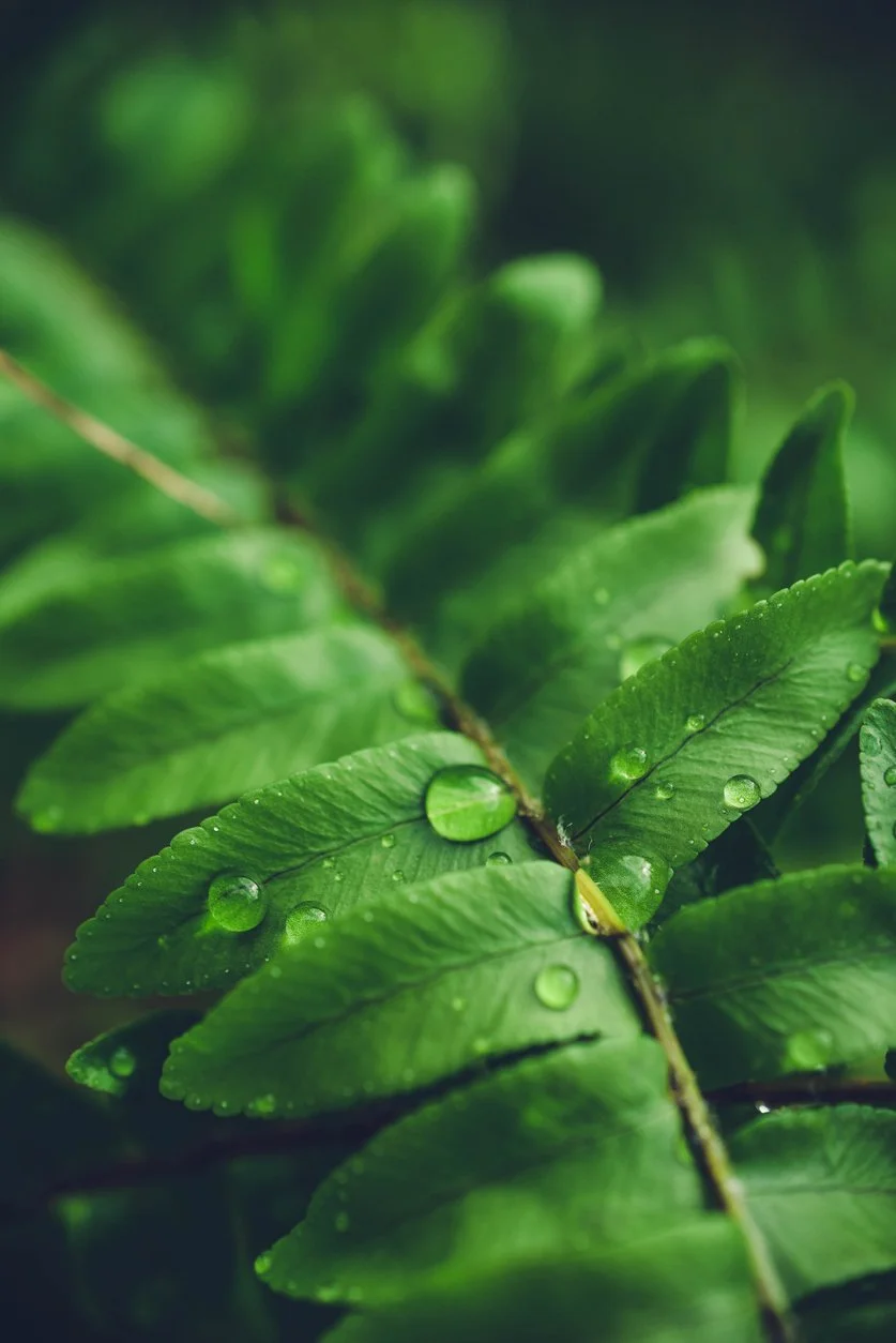 Close-up of green leaves with water droplets on them.