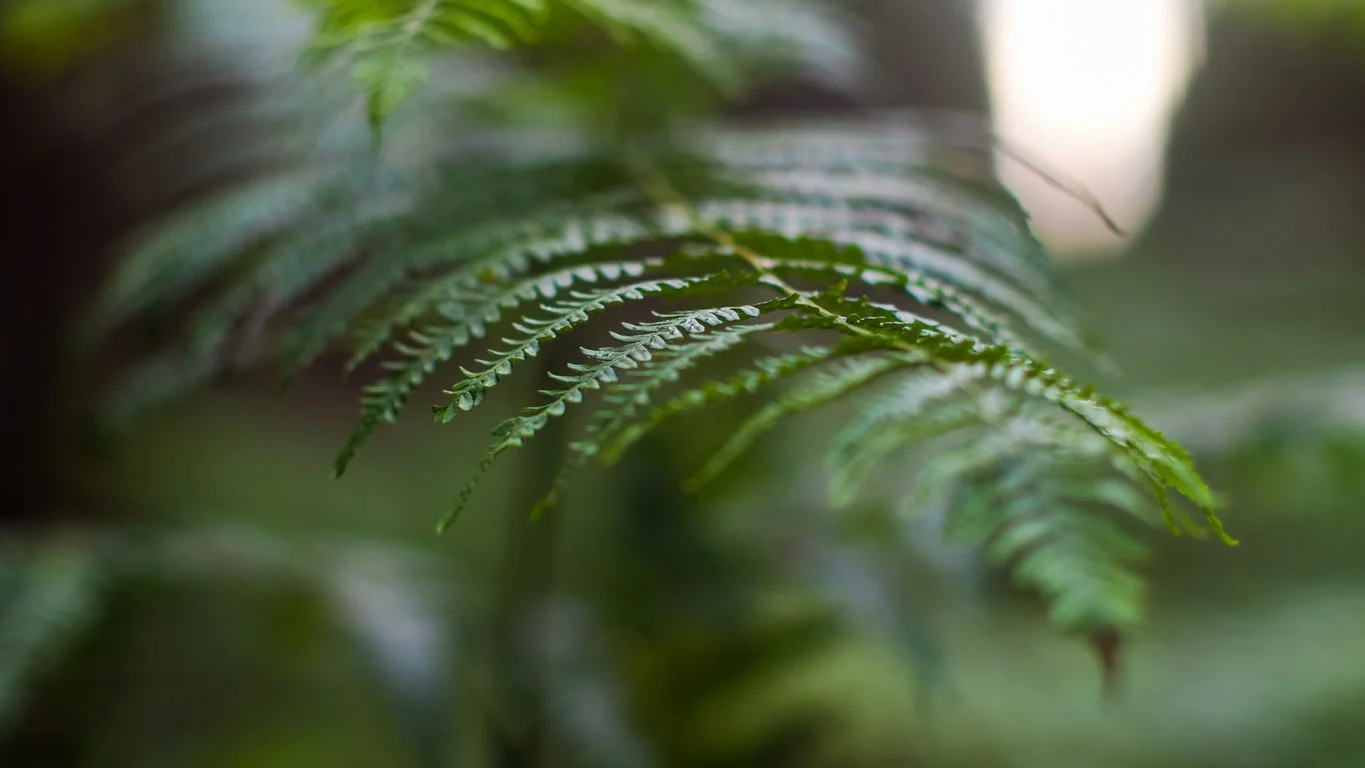 Close-up of green fern leaves with a blurred background.