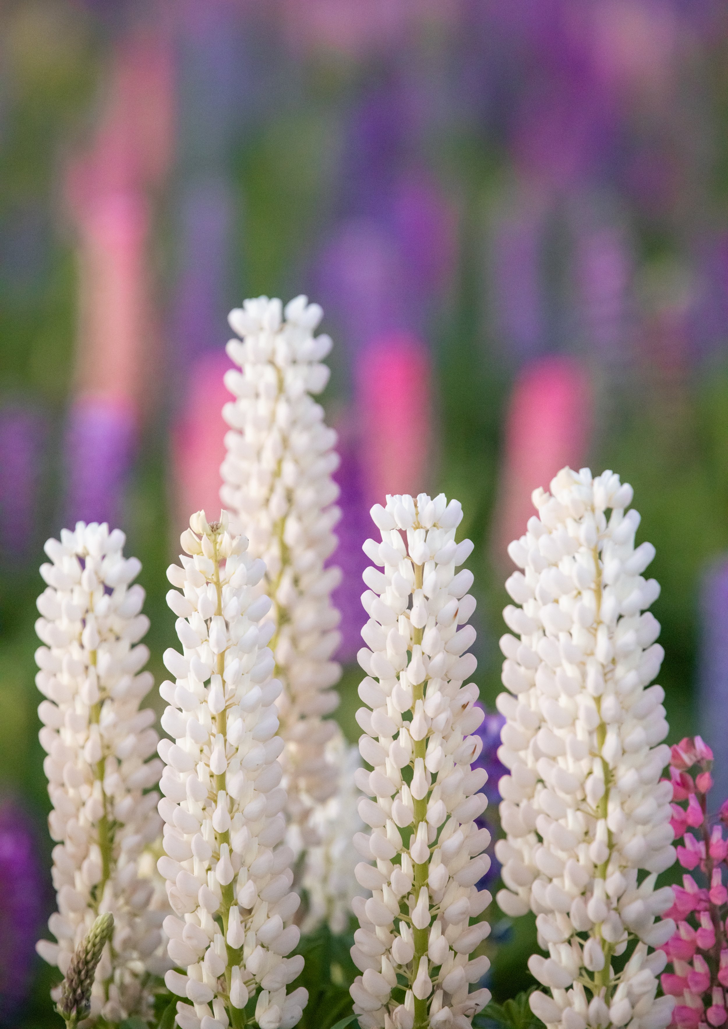 lupine lines
