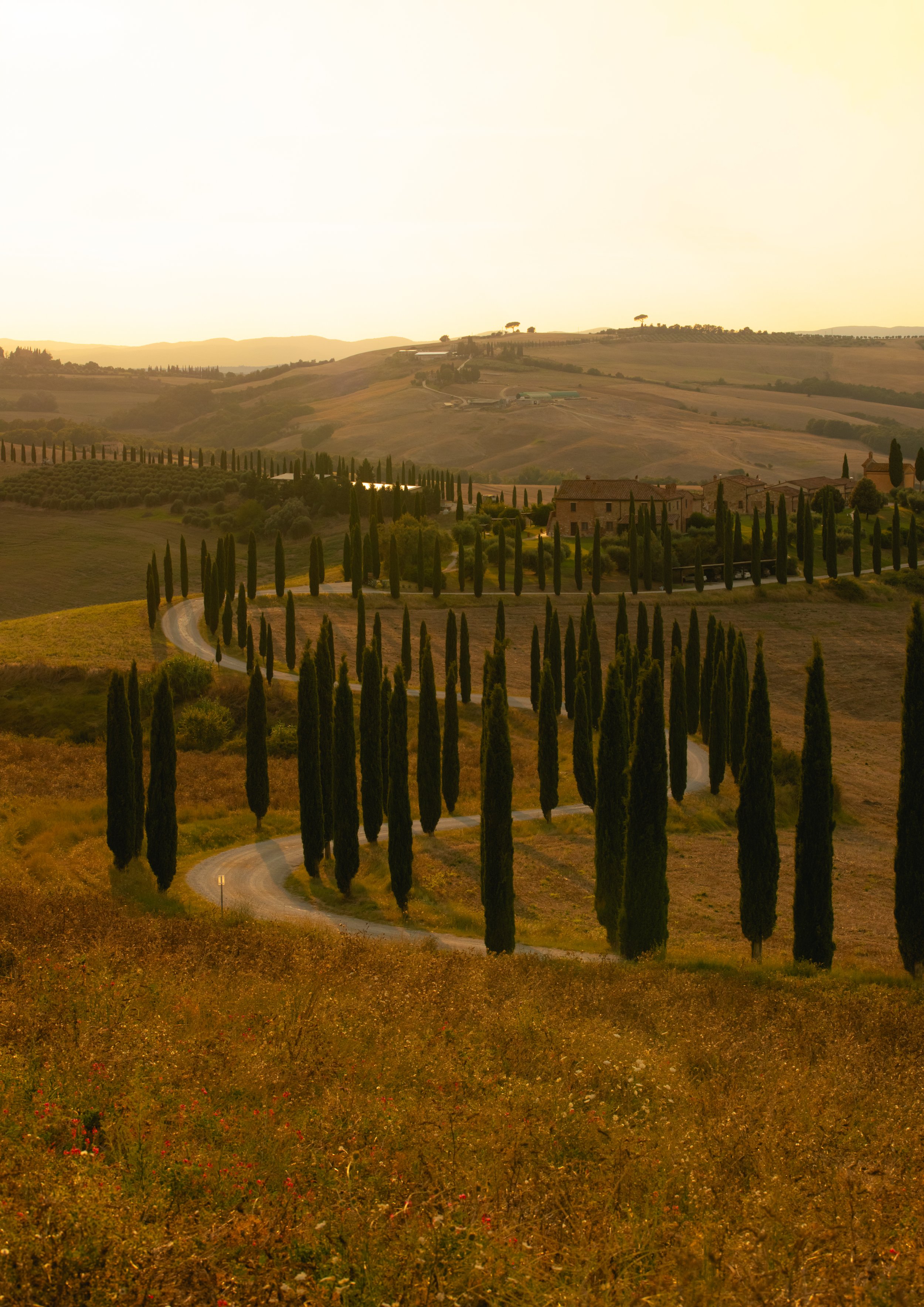 cypress