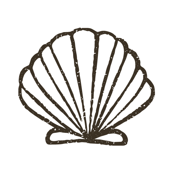Line drawing of a seashell, depicted from the front with radiating lines.