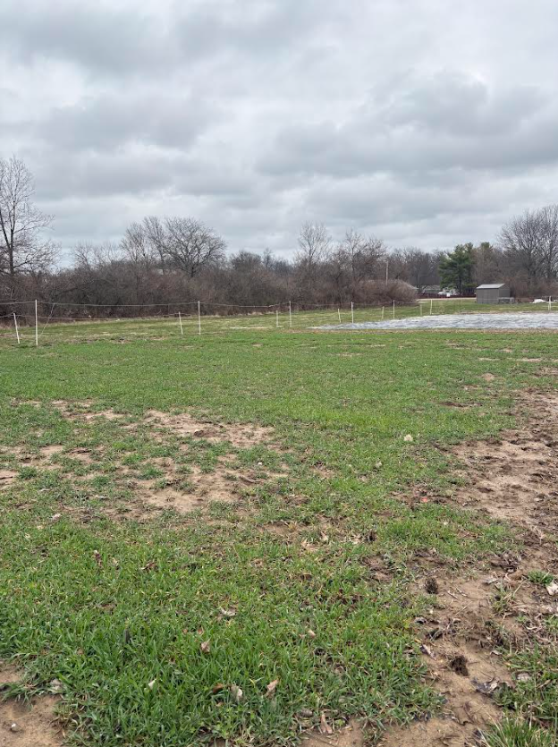 Cover crop field at Efinity Harvest Farm in Ohio with early growth across soil, supporting soil health, regenerative agriculture, erosion control, and sustainable farming practices for long term crop production