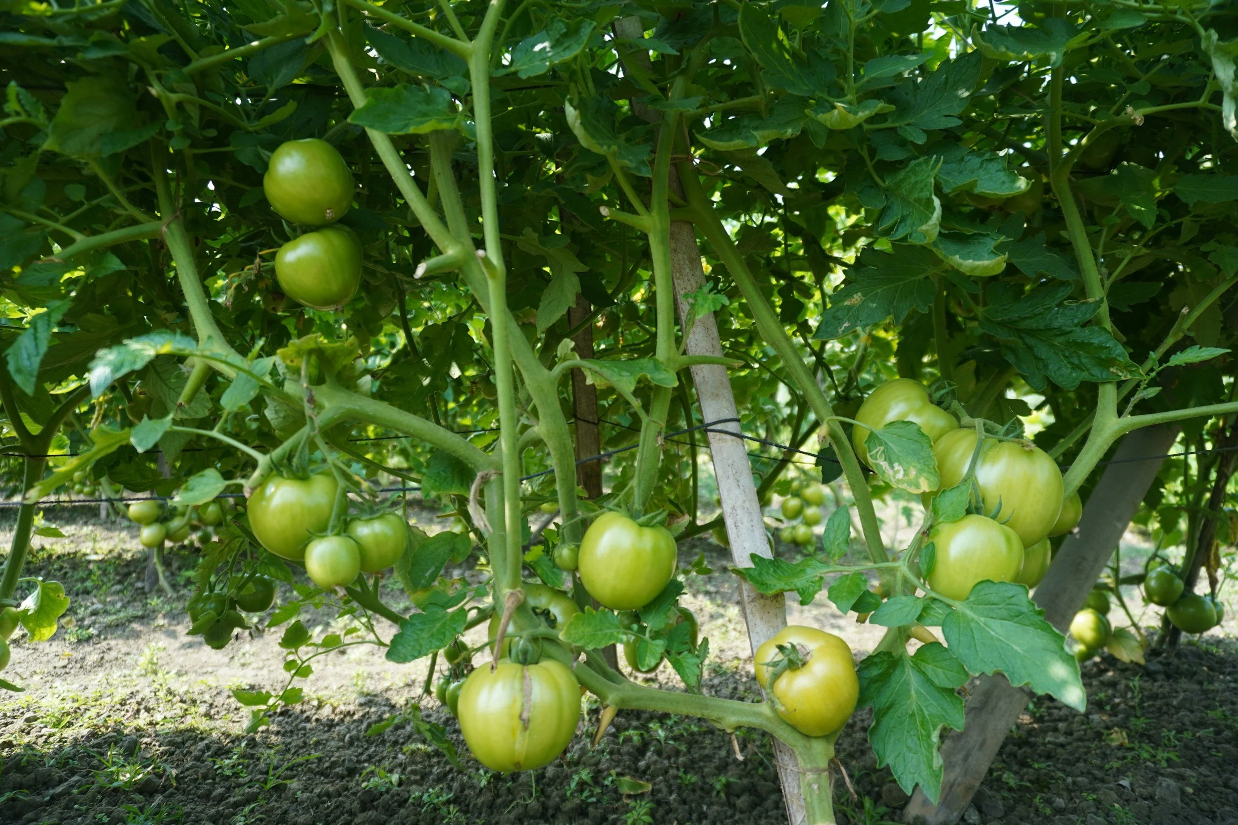 Green tomatoes growing on a vine at Efinity Harvest Farm in Ohio, part of a sustainable urban agriculture garden producing fresh local produce