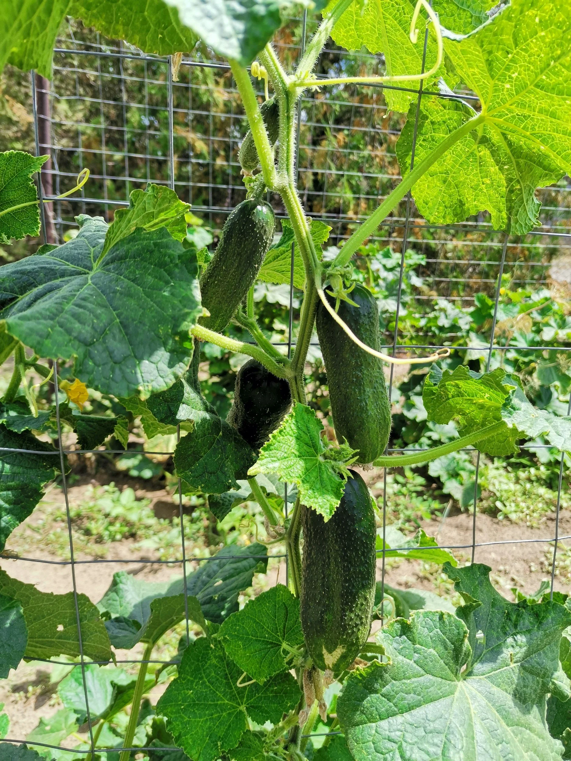 Fresh cucumbers growing on a vine supported by a trellis in a garden, representing organic farming, vertical growing methods, sustainable agriculture, and fresh local produce