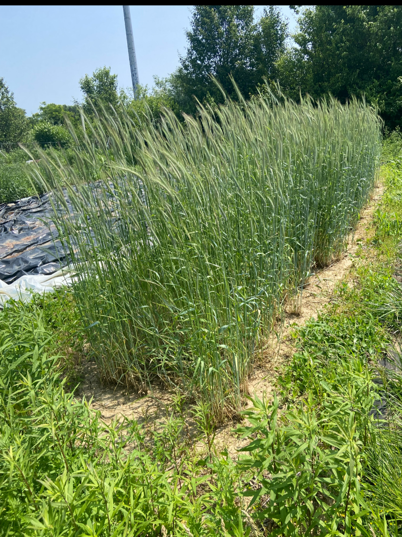 Cover crop growing at Efinity Harvest Farm in Ohio, supporting soil health, weed suppression, erosion control, and regenerative agriculture practices for sustainable crop production