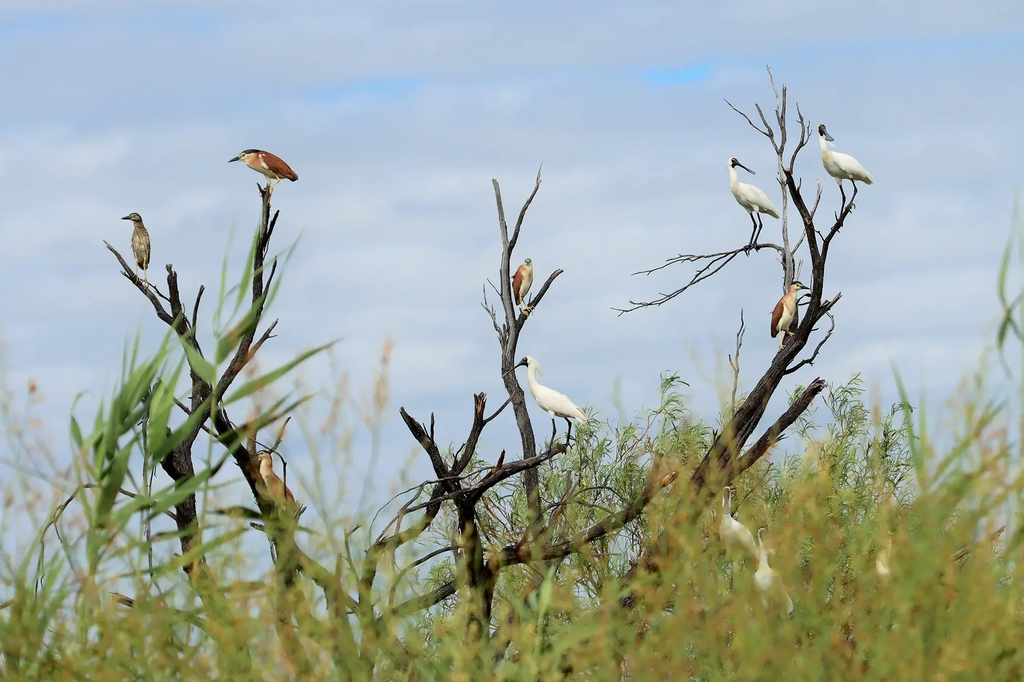 A Bird Watchers Paradise