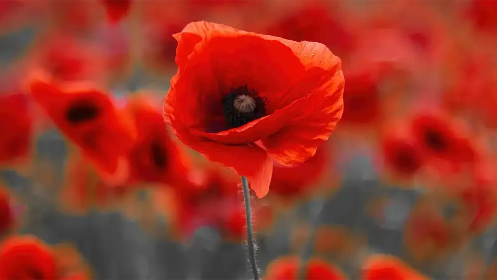 ANZAC Day