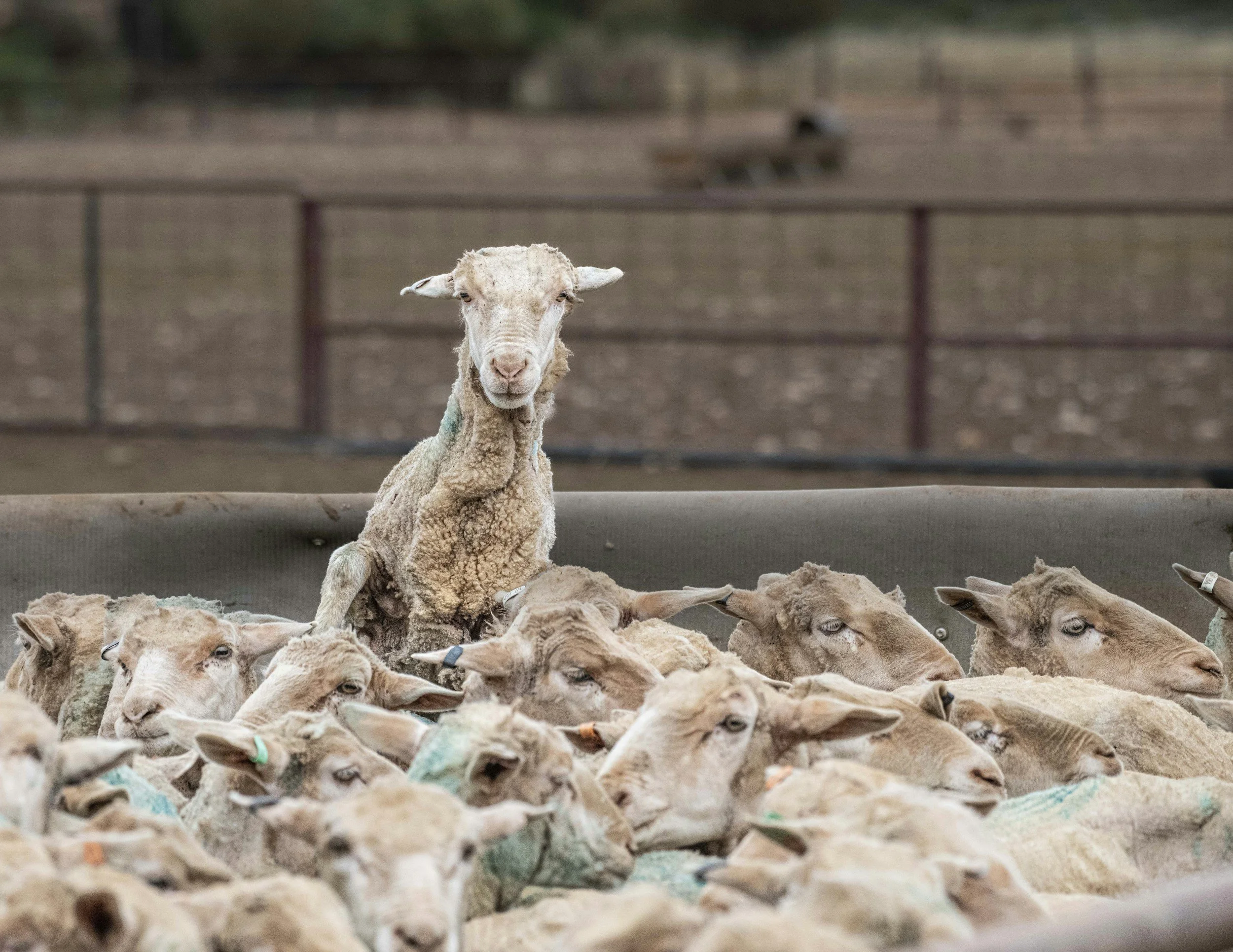 Brewarrina Quick Shear 2026