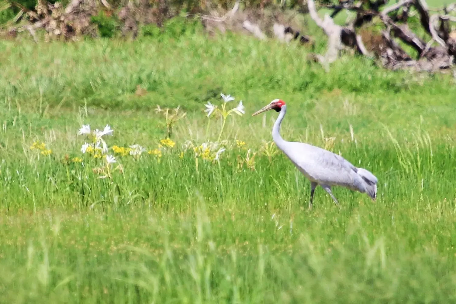 Brolga. Mandatory credit: Nicola Brookhouse, DCCEEW