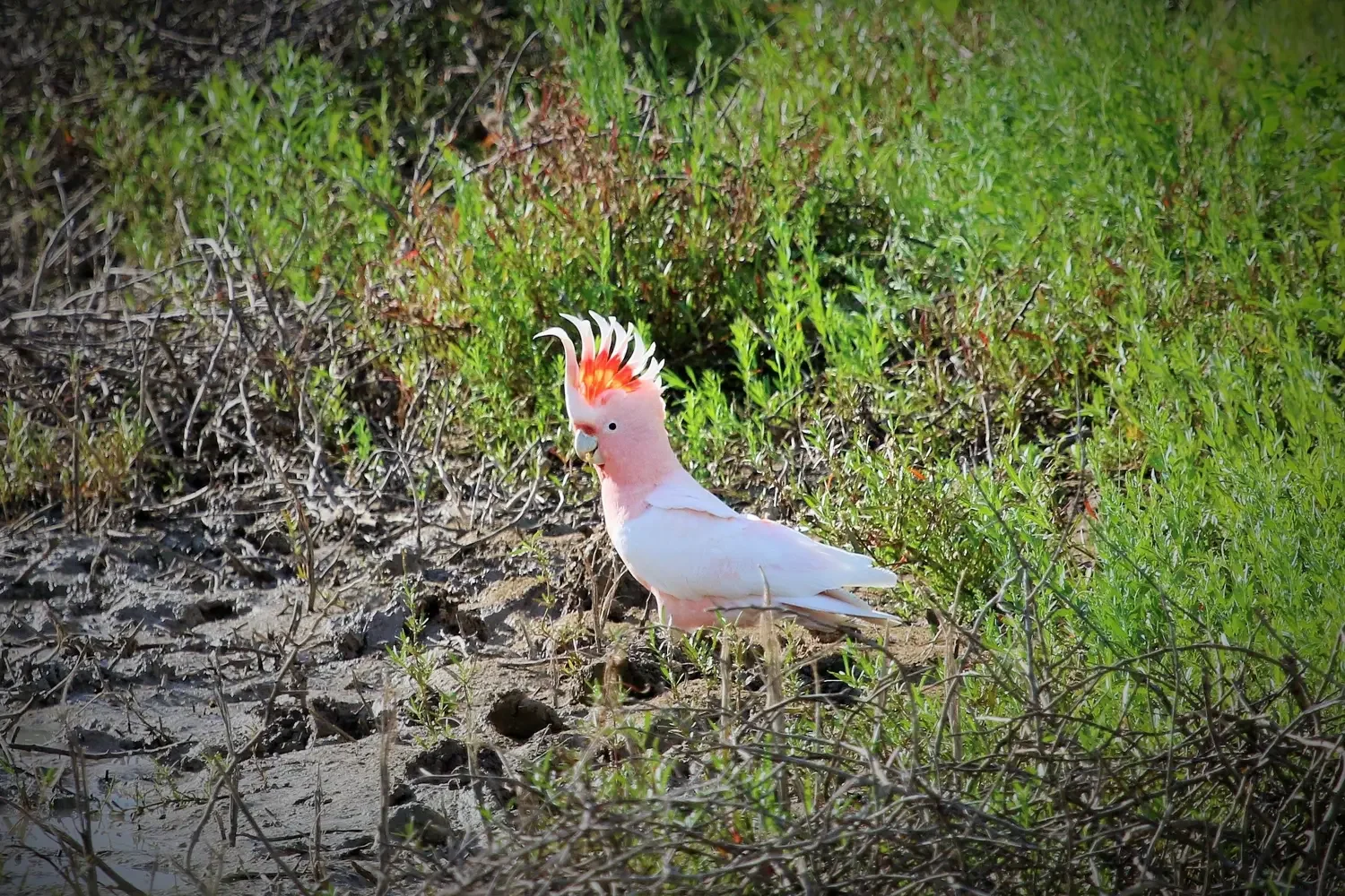 Nankeen night heron and Royal Spoonbill Narran Lake. Mandatory credit: Nicola Brookhouse, DCCEEW