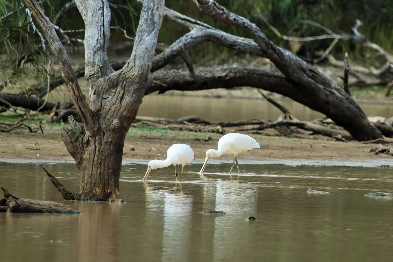 Yellow-billed spoonbills. Mandatory credit: Nicola Brookhouse, DCCEEW