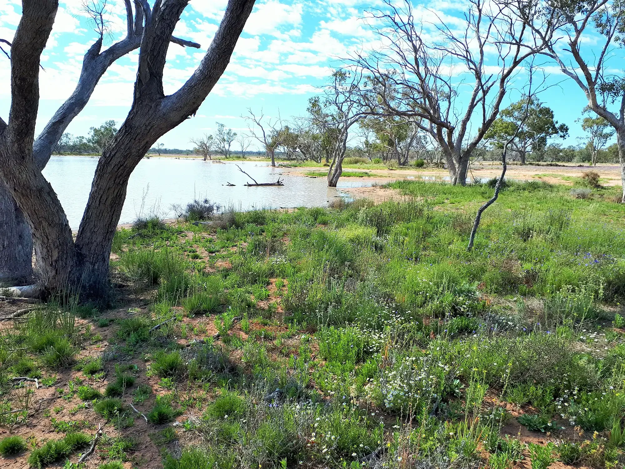 Small outer lakes, Narran Lake. Photo credit: Nicola Brookhouse DCCEEW