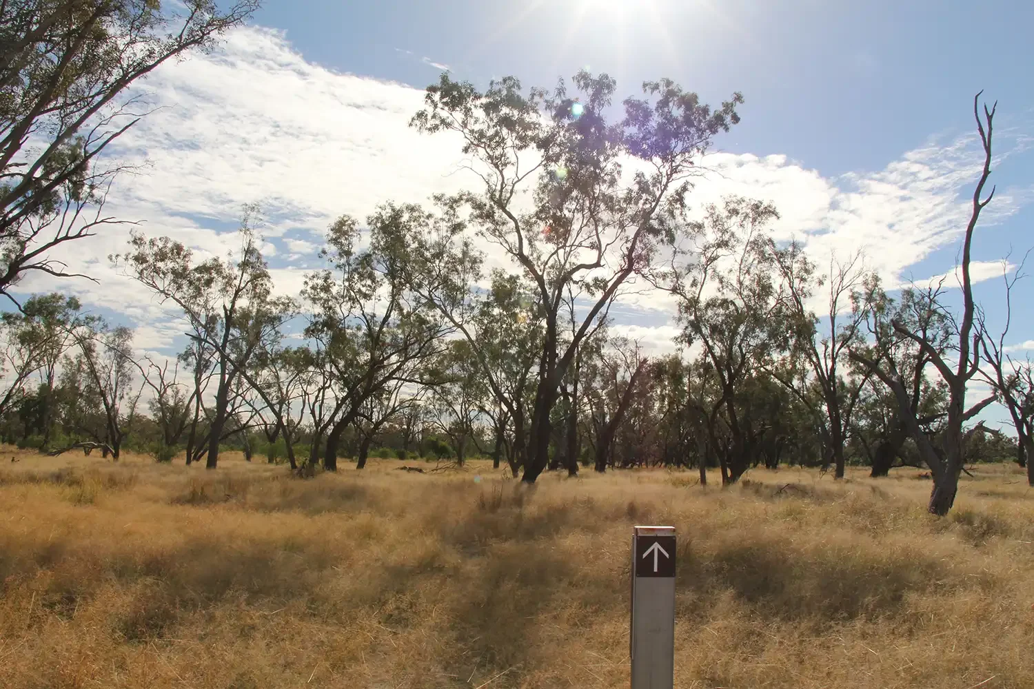 Connellys track at Culgoa National Park. Image credit: Jessica Stokes, DCCEEW