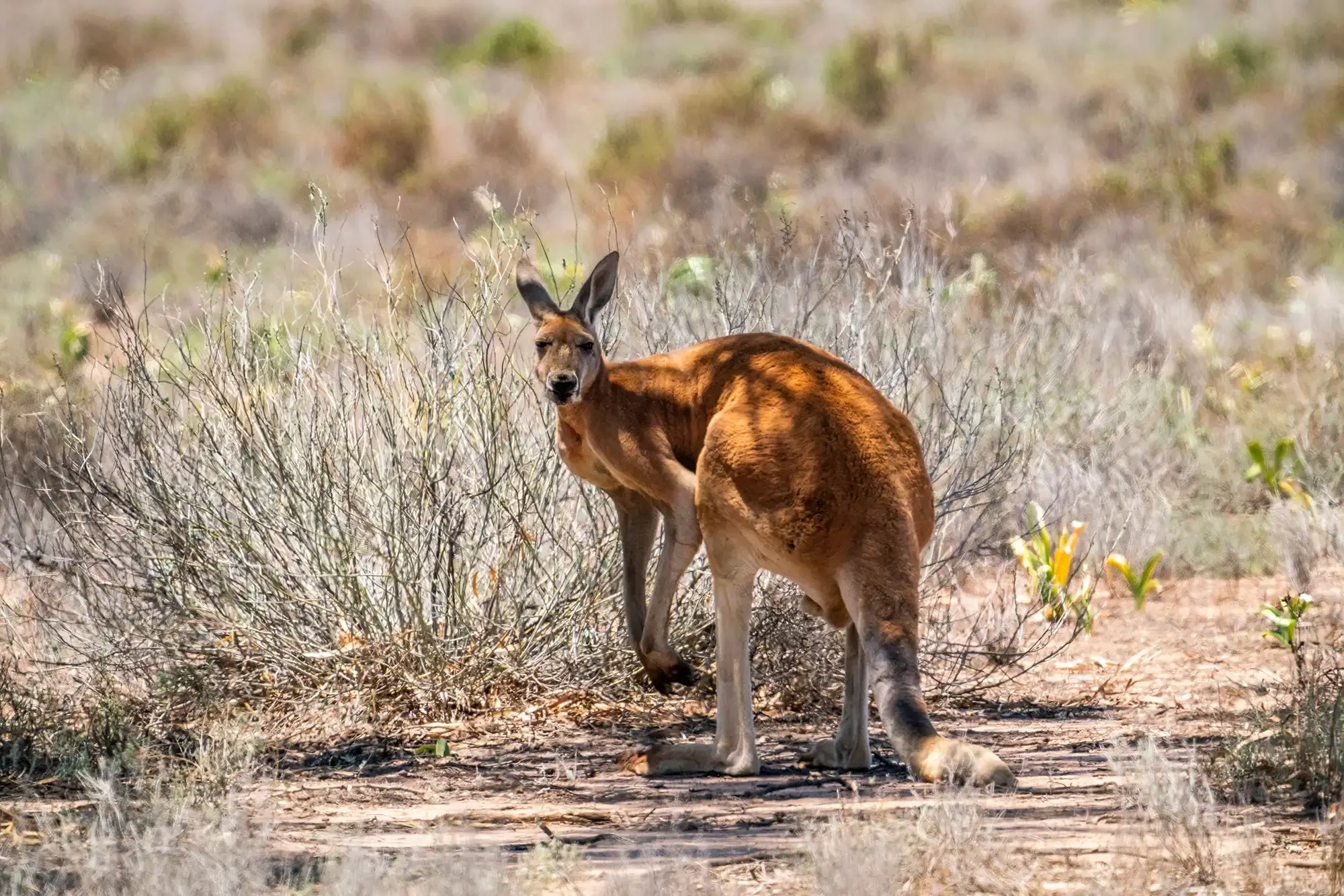 Red kangaroo. Mandatory image credit: John Spencer, DCCEEW