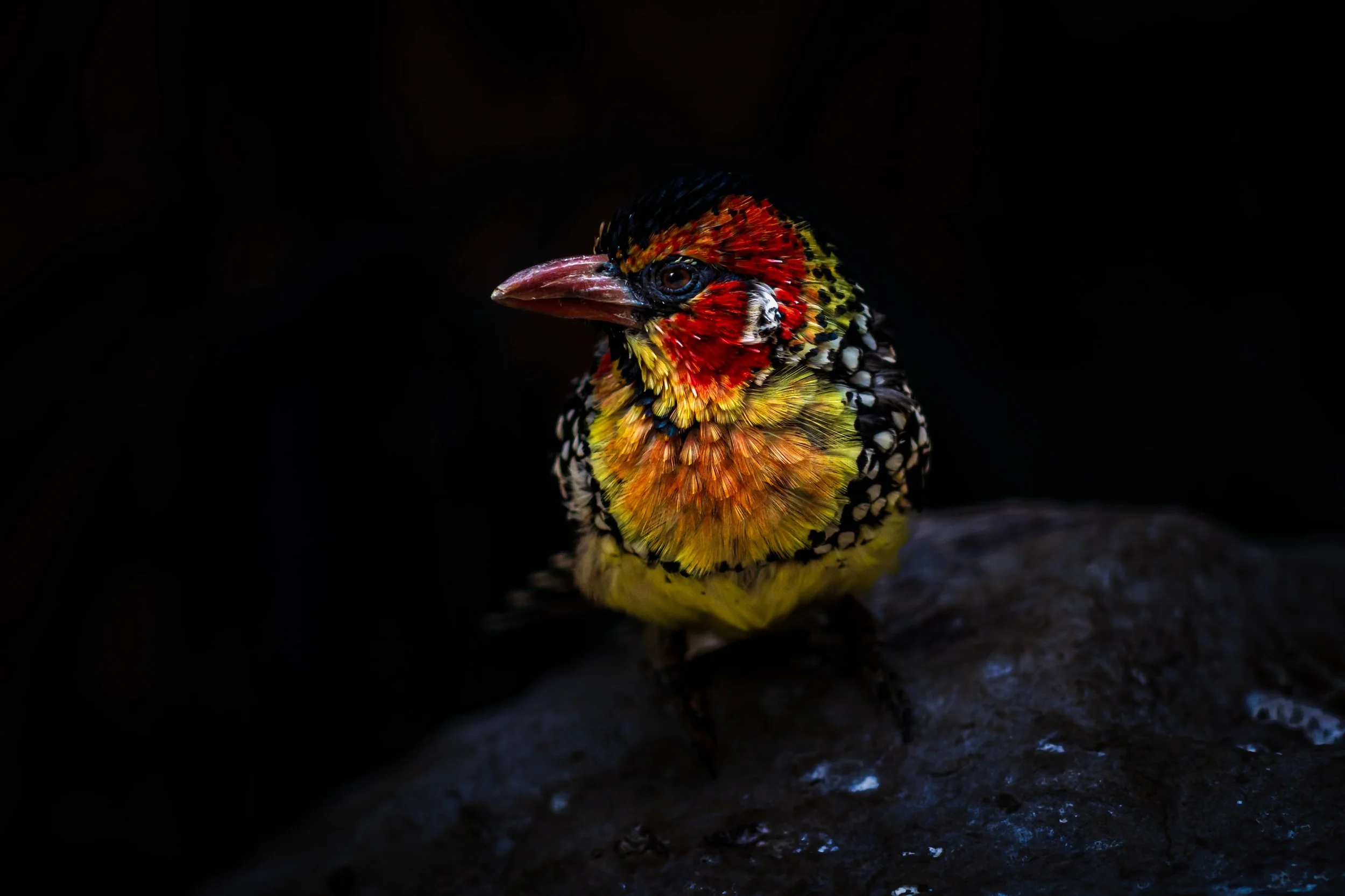 _A732716.jpg